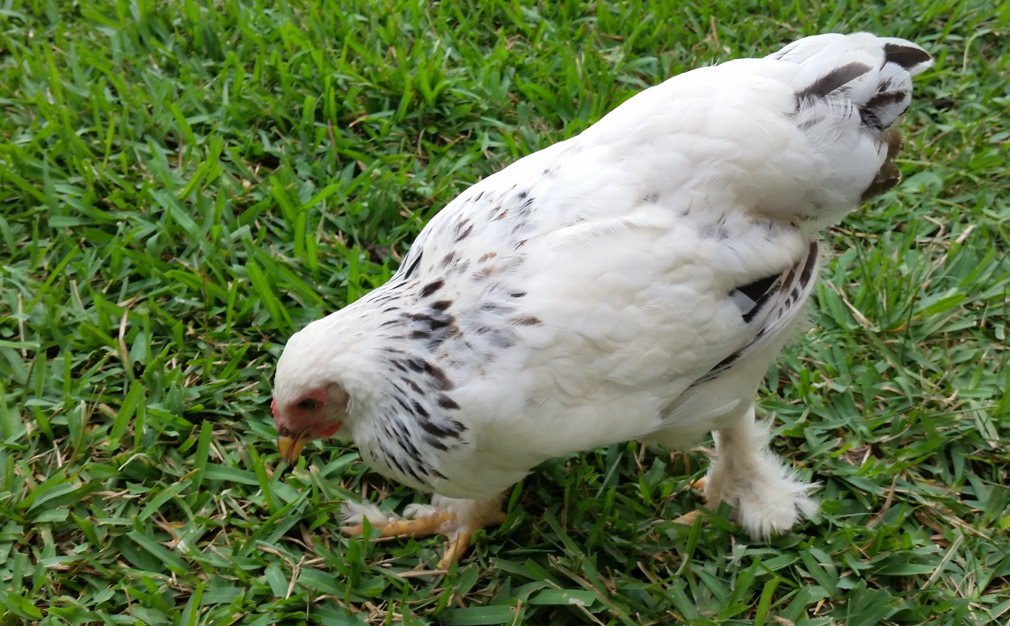 Light Brahma 14 weeks