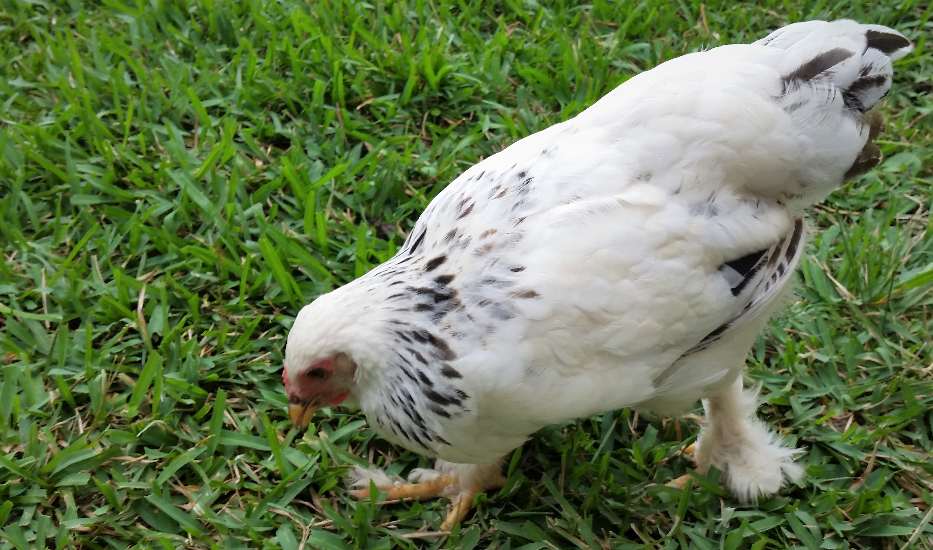 Light Brahma 14 weeks