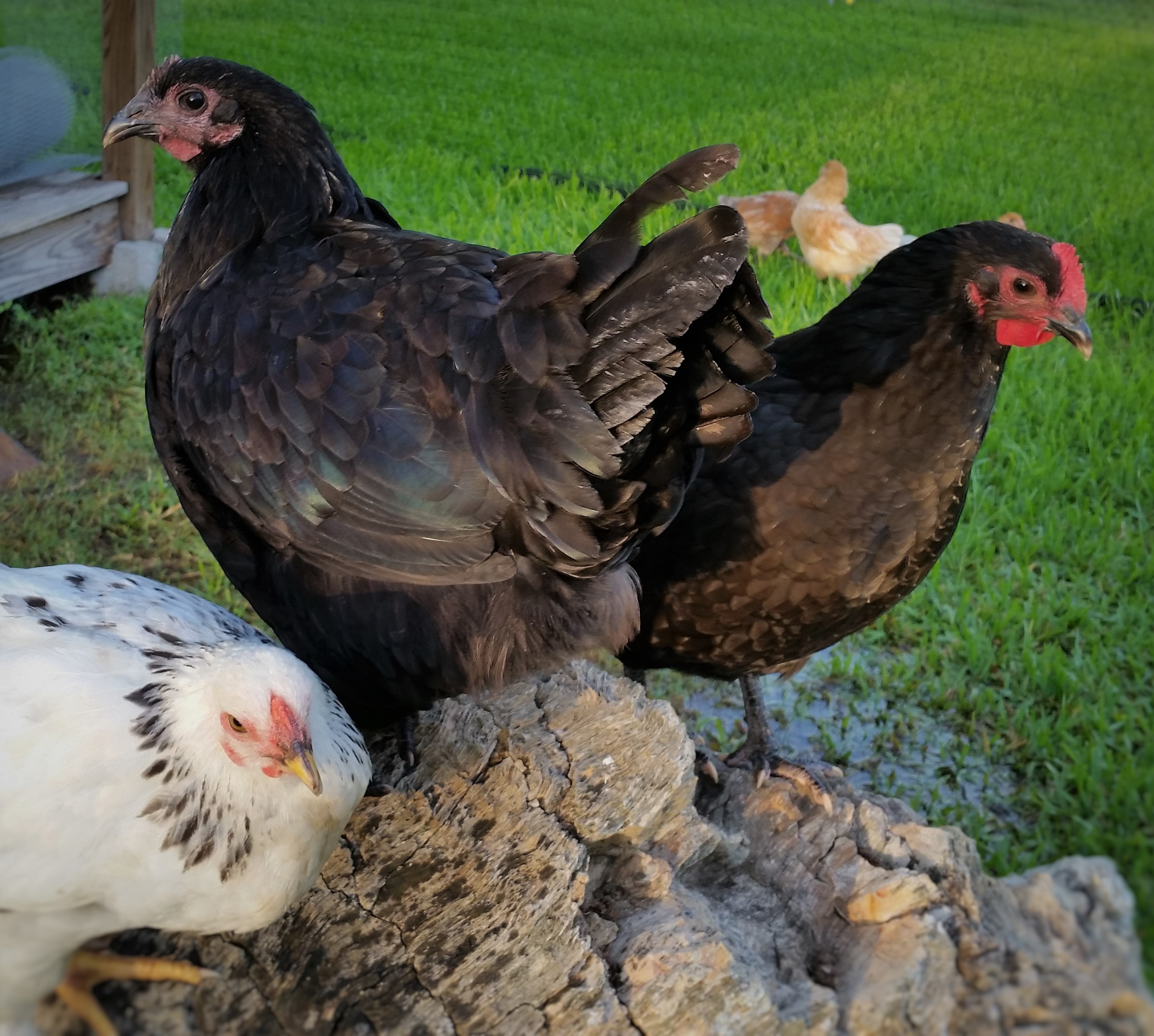 Light Brahma 16 weeks, Black Australorp 21 weeks, and Black Australorp "Rosie" 24 weeks (Easter Eggers 10 weeks)