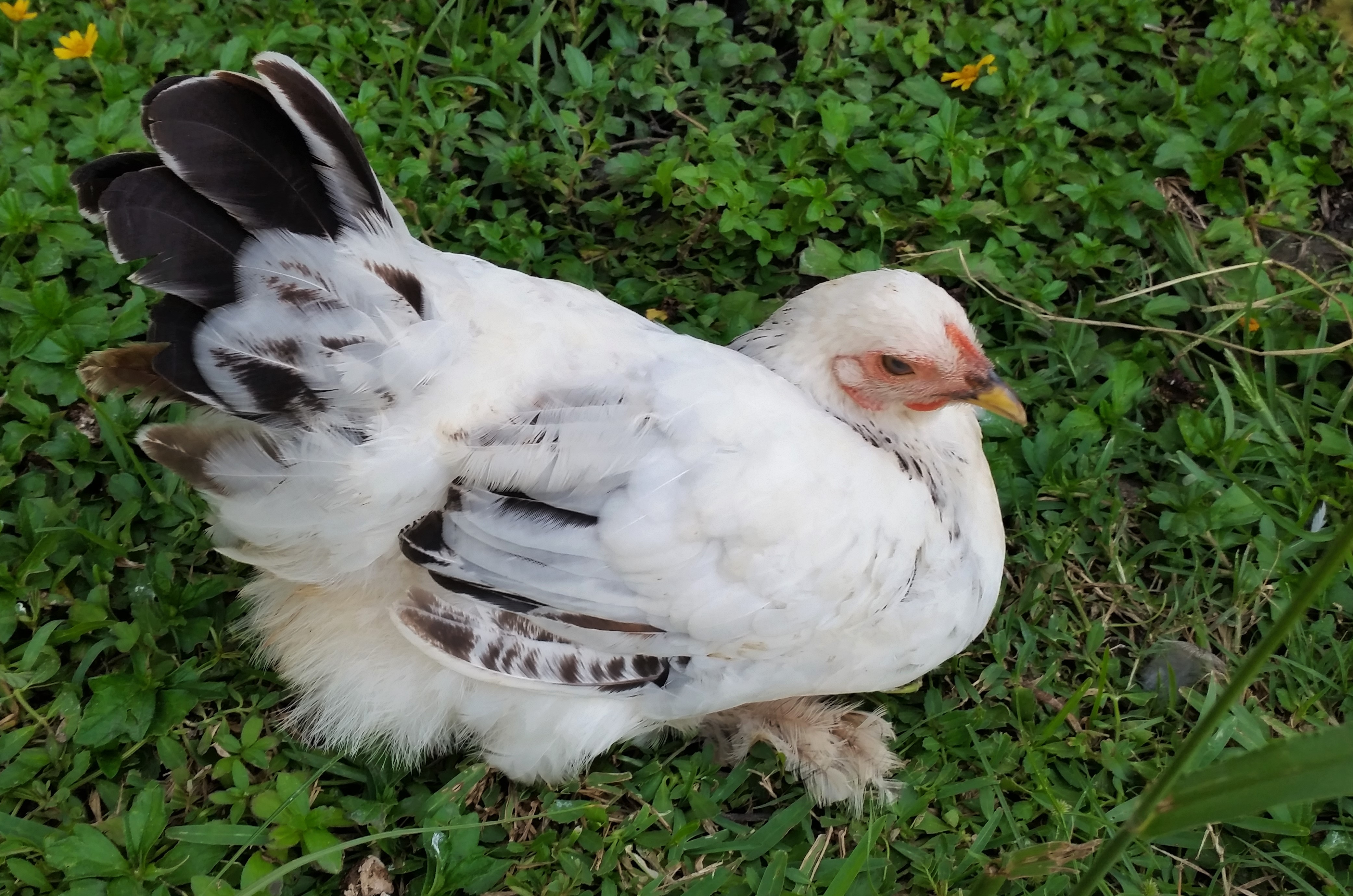 Light Brahma 18 weeks