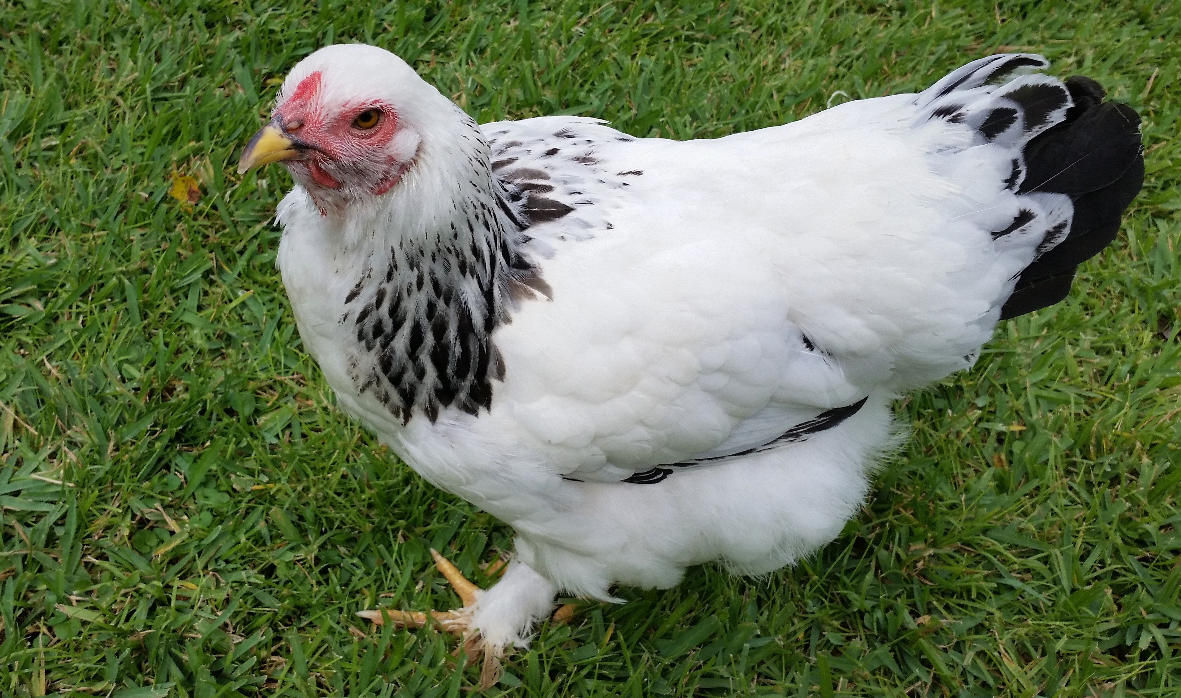 Light Brahma 23 weeks