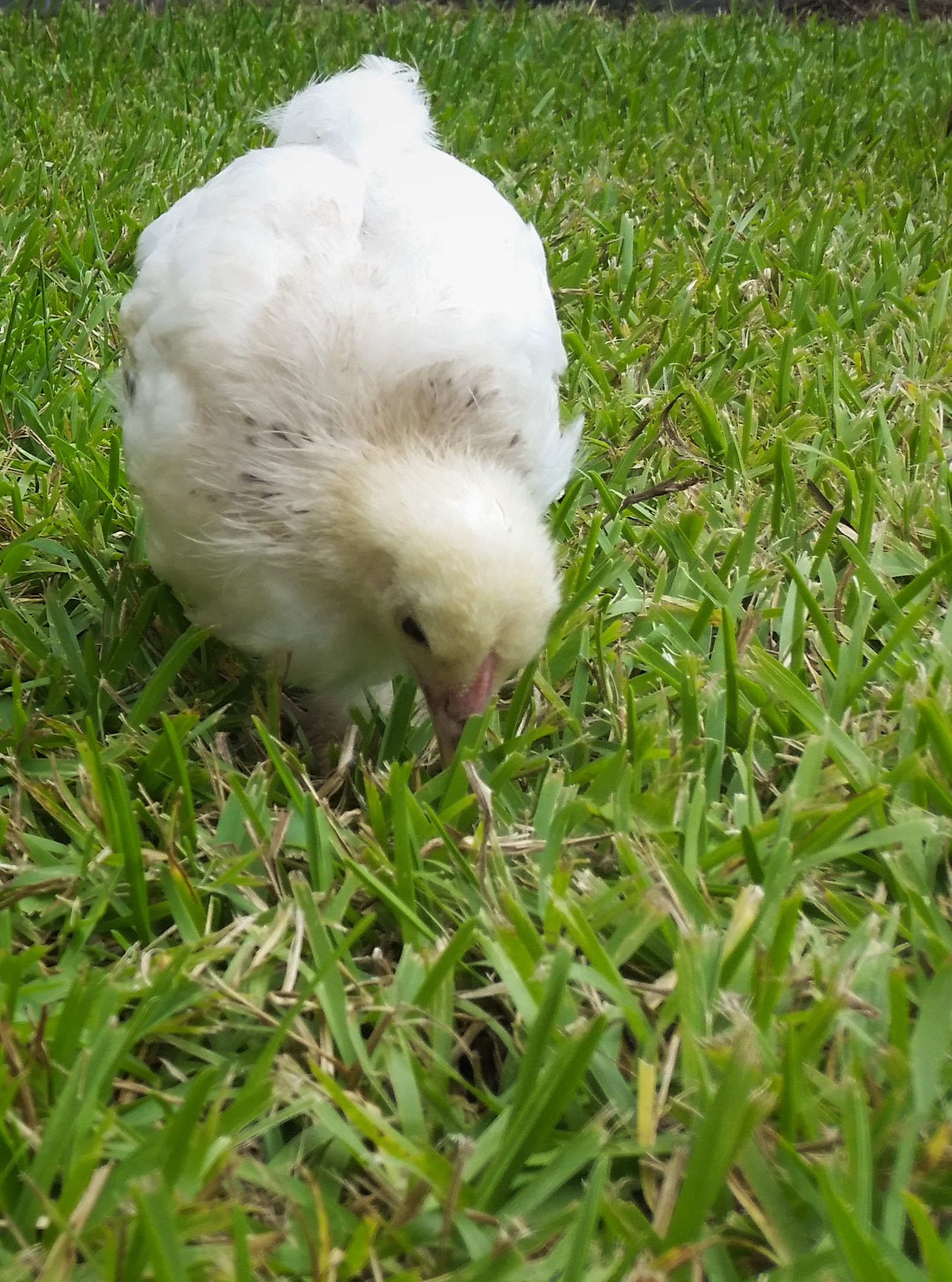 Light Brahma 6 weeks
