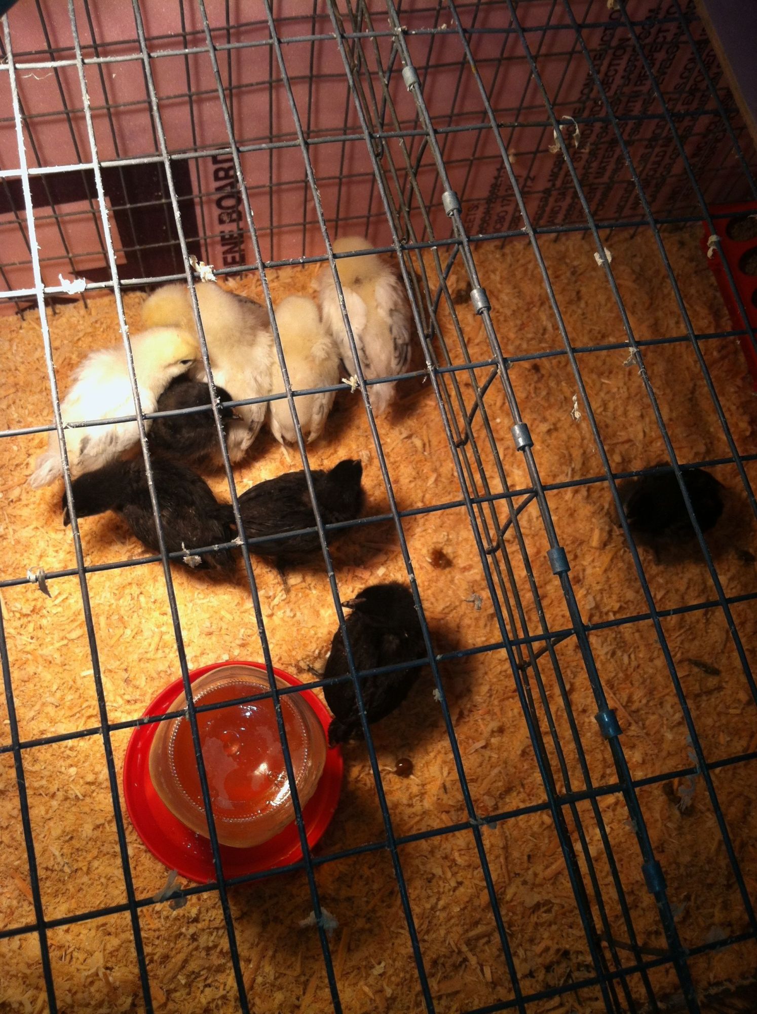 Light Brahma and Black Star at 2 weeks old
