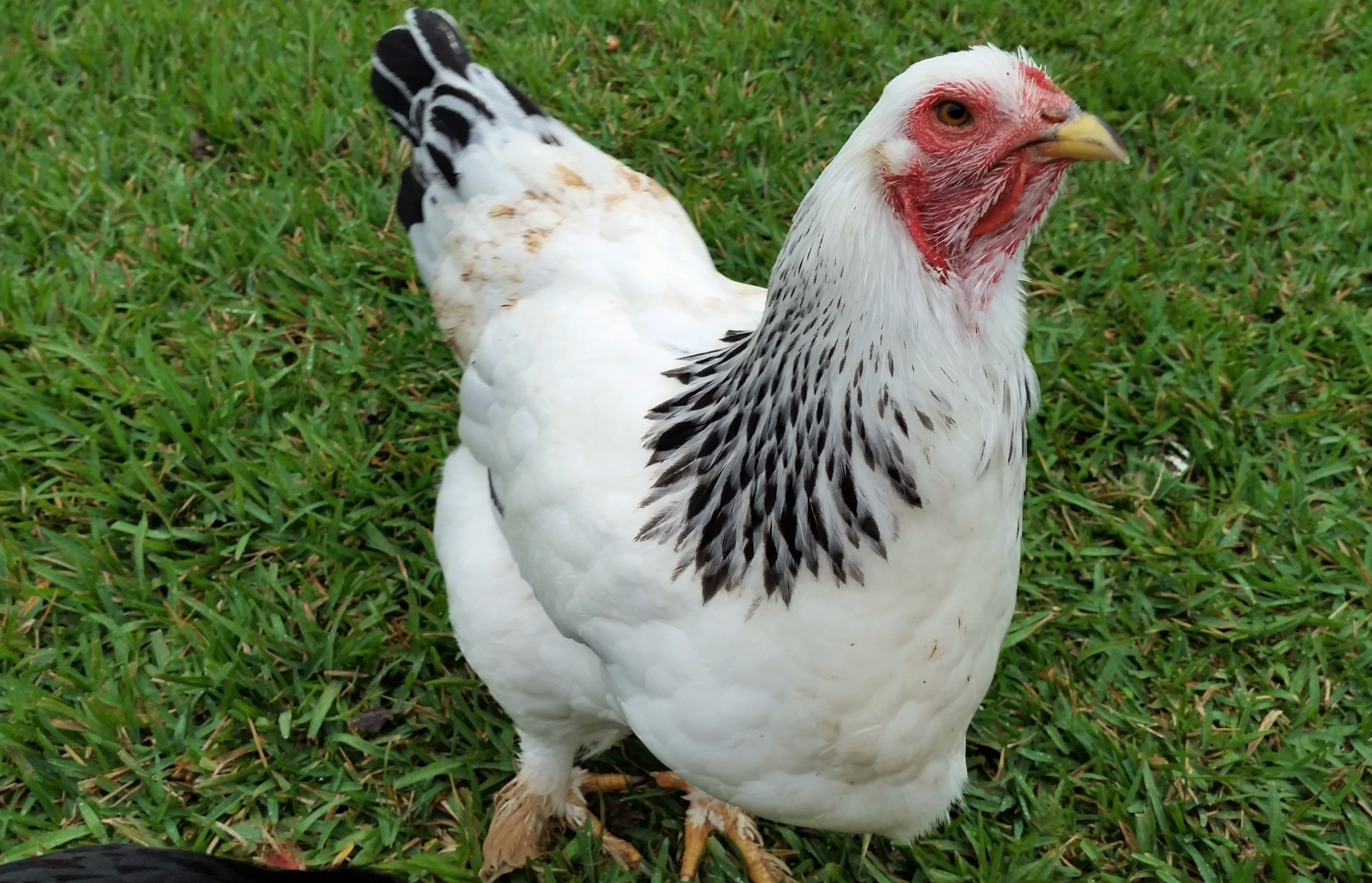 Light Brahma "Buffy" 28 weeks