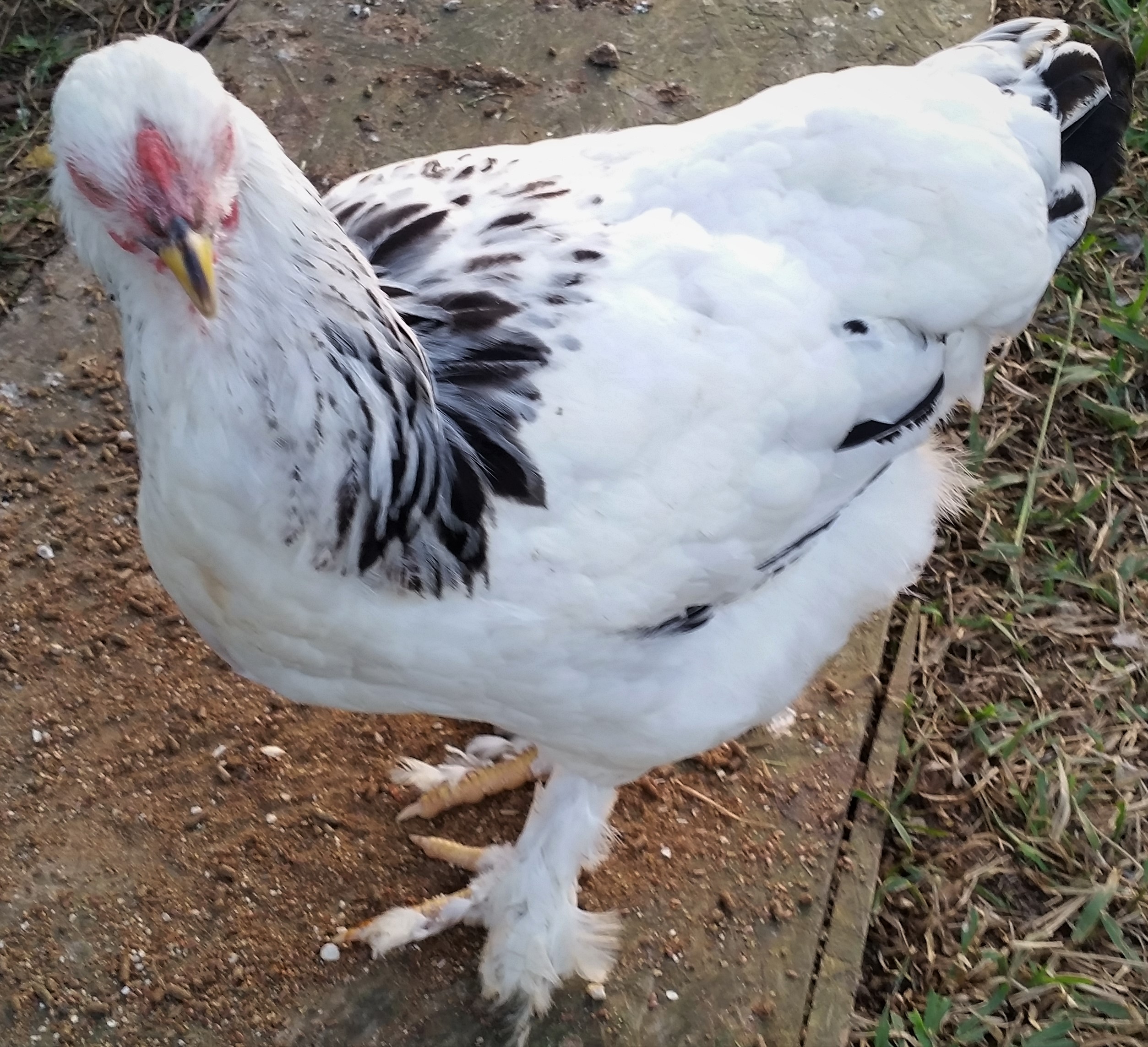 Light Brahma "Buffy the slayer" 22 weeks