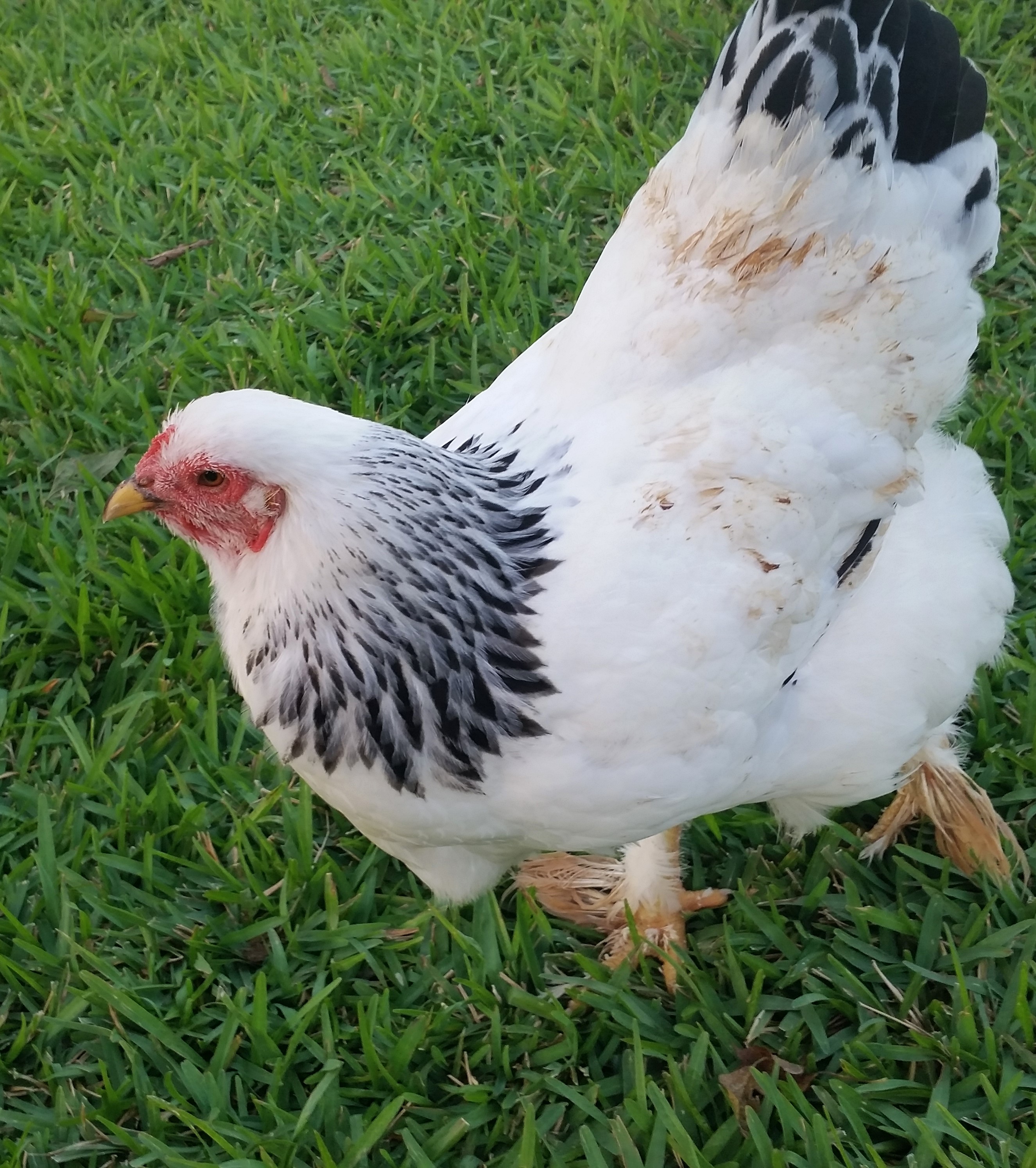 Light Brahma "Buffy the slayer" 27 weeks