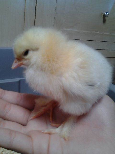 Light Brahma chick (1 of 3) named Rook
Grew to be a hen