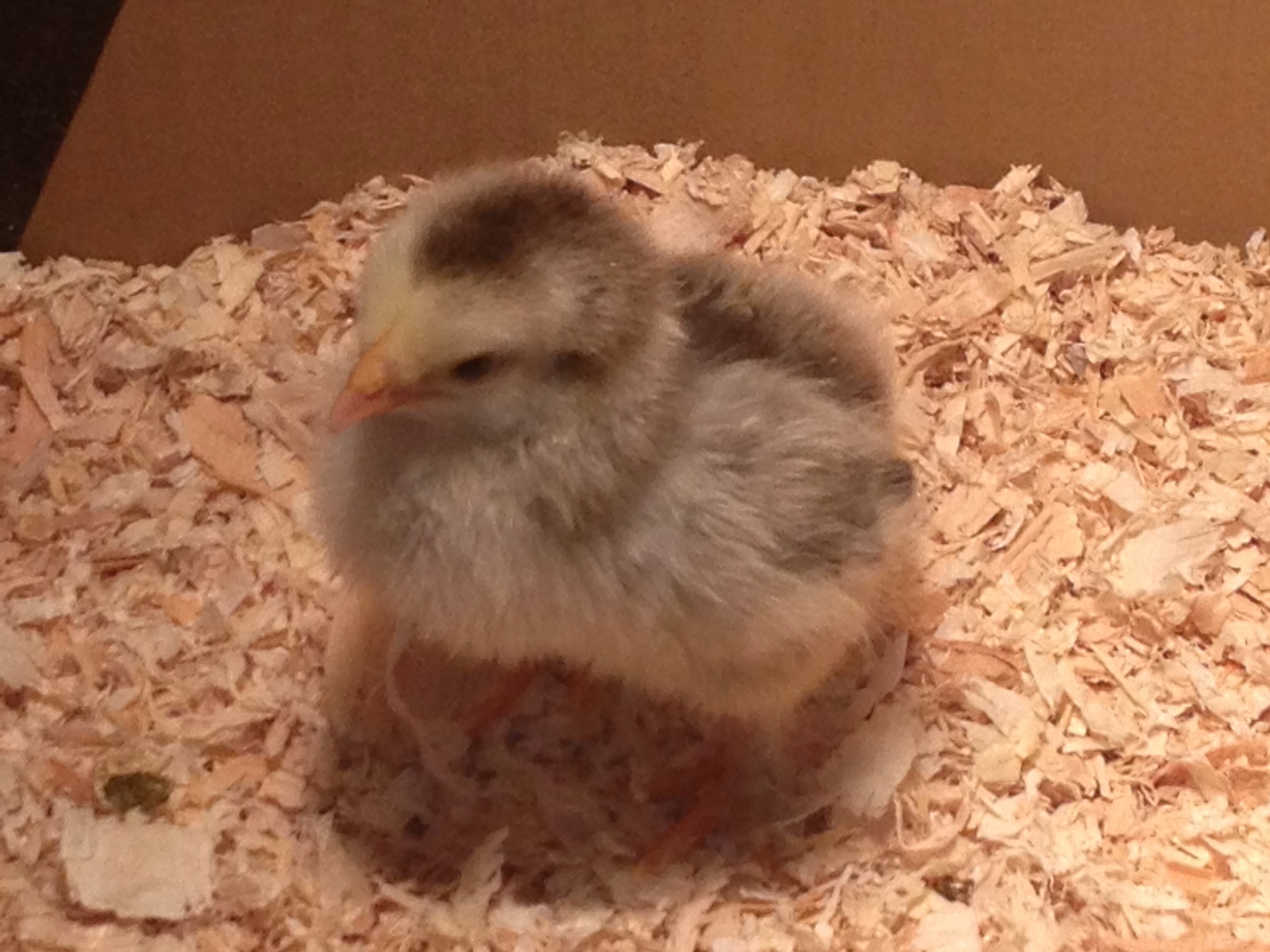 Light Brahma chick