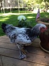 Light Brahma Cockerel