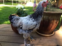 Light Brahma Cockerel