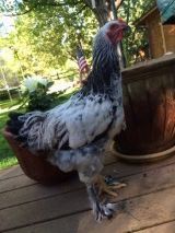 Light Brahma Cockerel