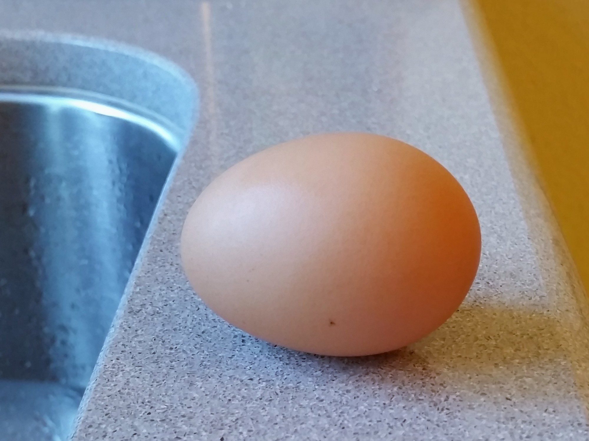 Light Brahma First Egg - 02/13/16
