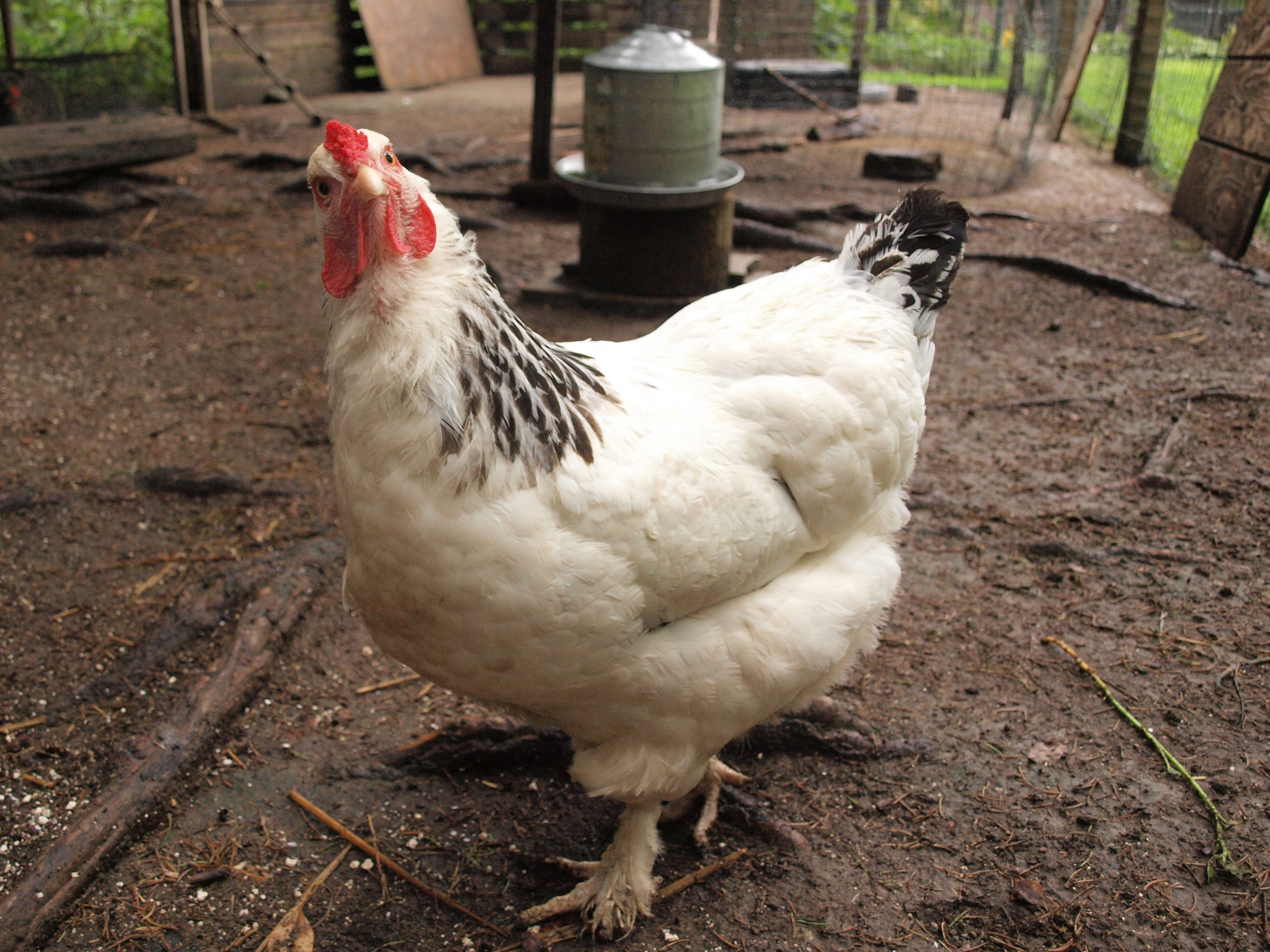 Light Brahma hen appearing puzzled