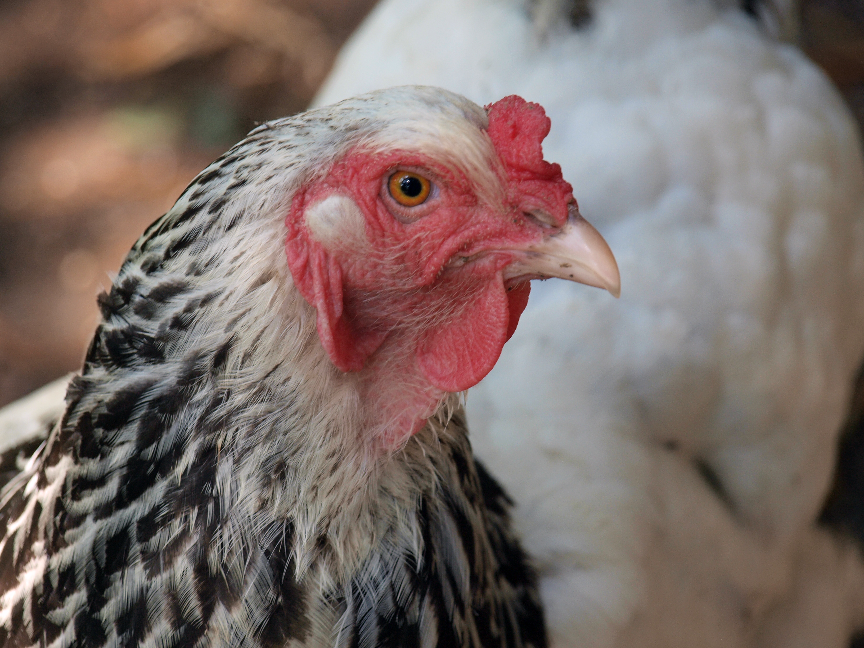 Light Brahma hen
