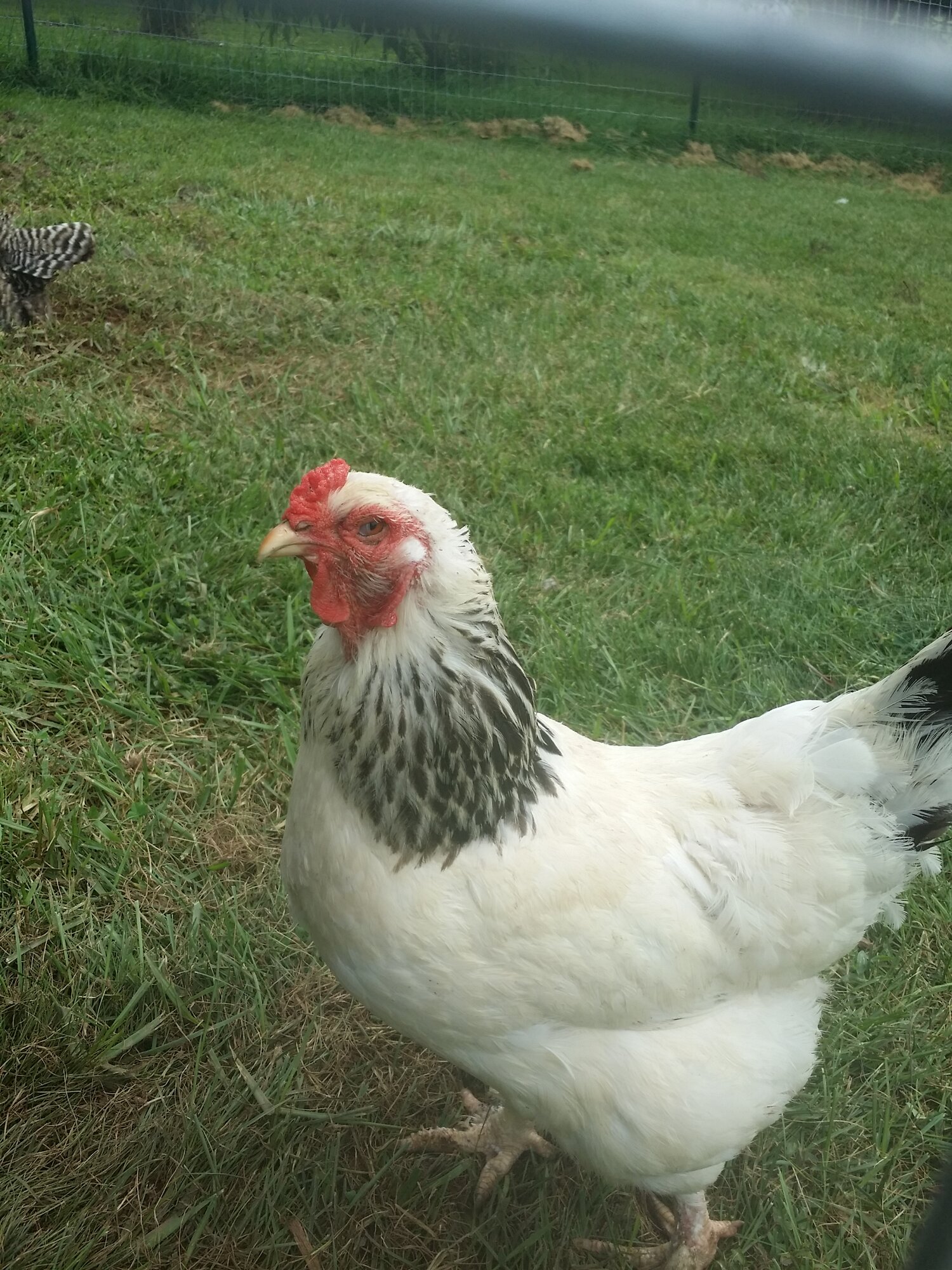 Light brahma hen