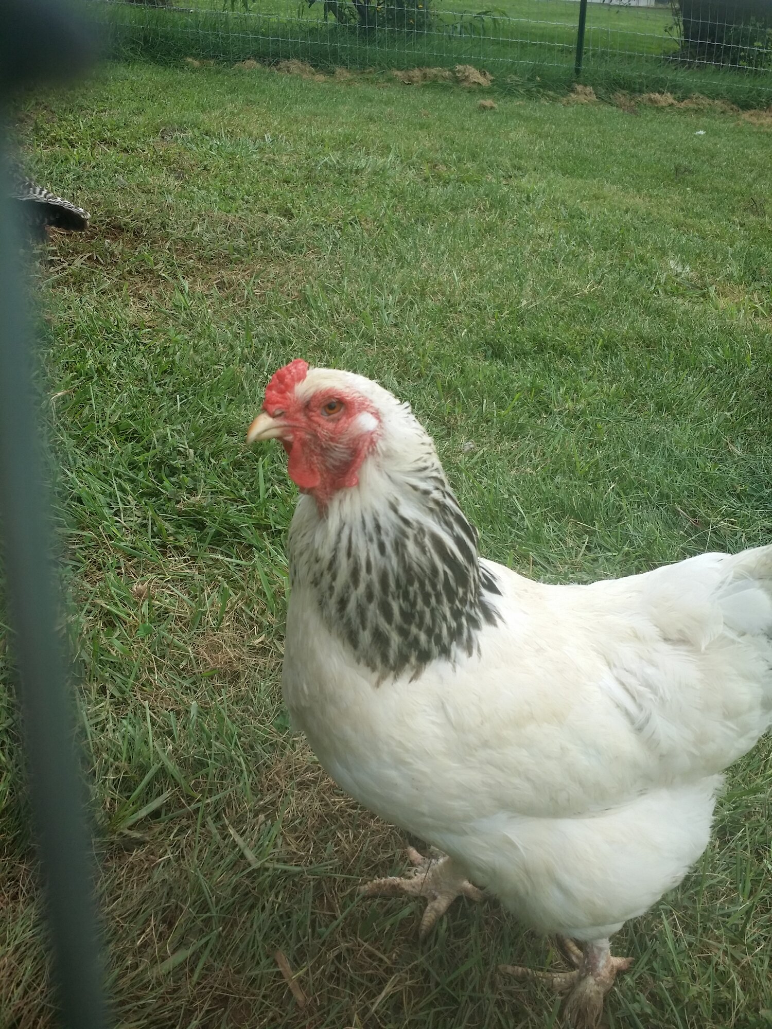 Light brahma hen