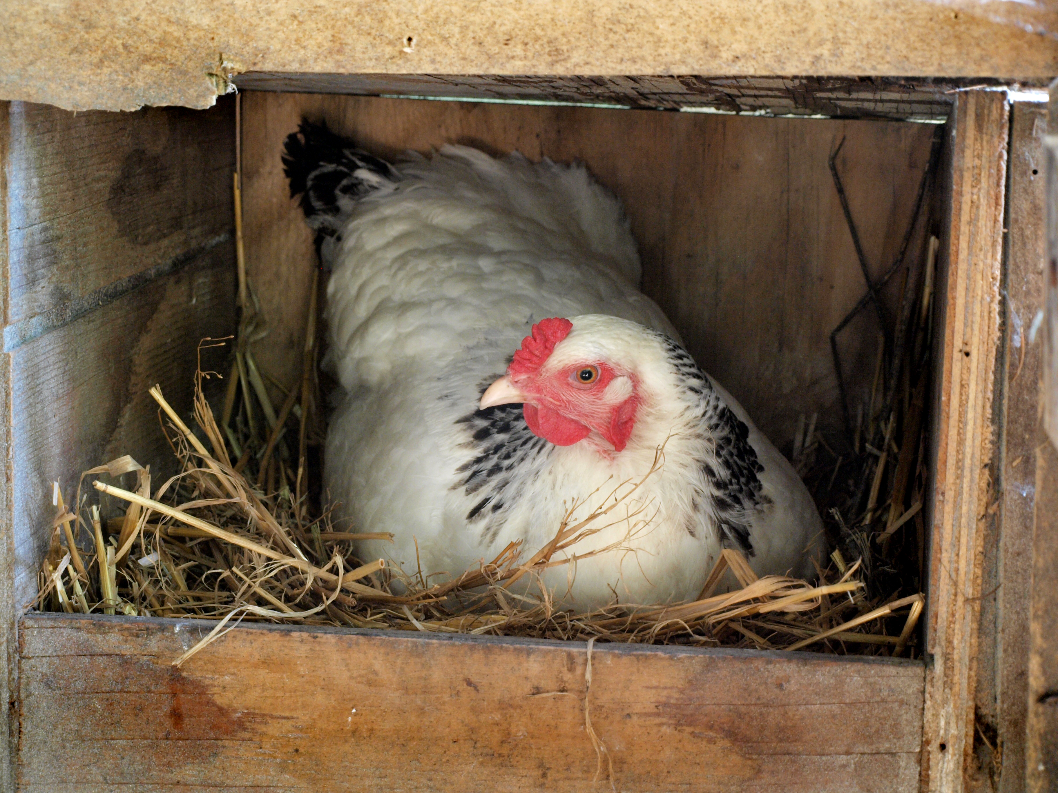 Light Brahma on nest