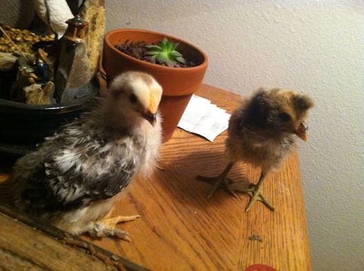 *
Light Brahma On the left, Golden Sea bright Or Cream Barbarnter,  on the right