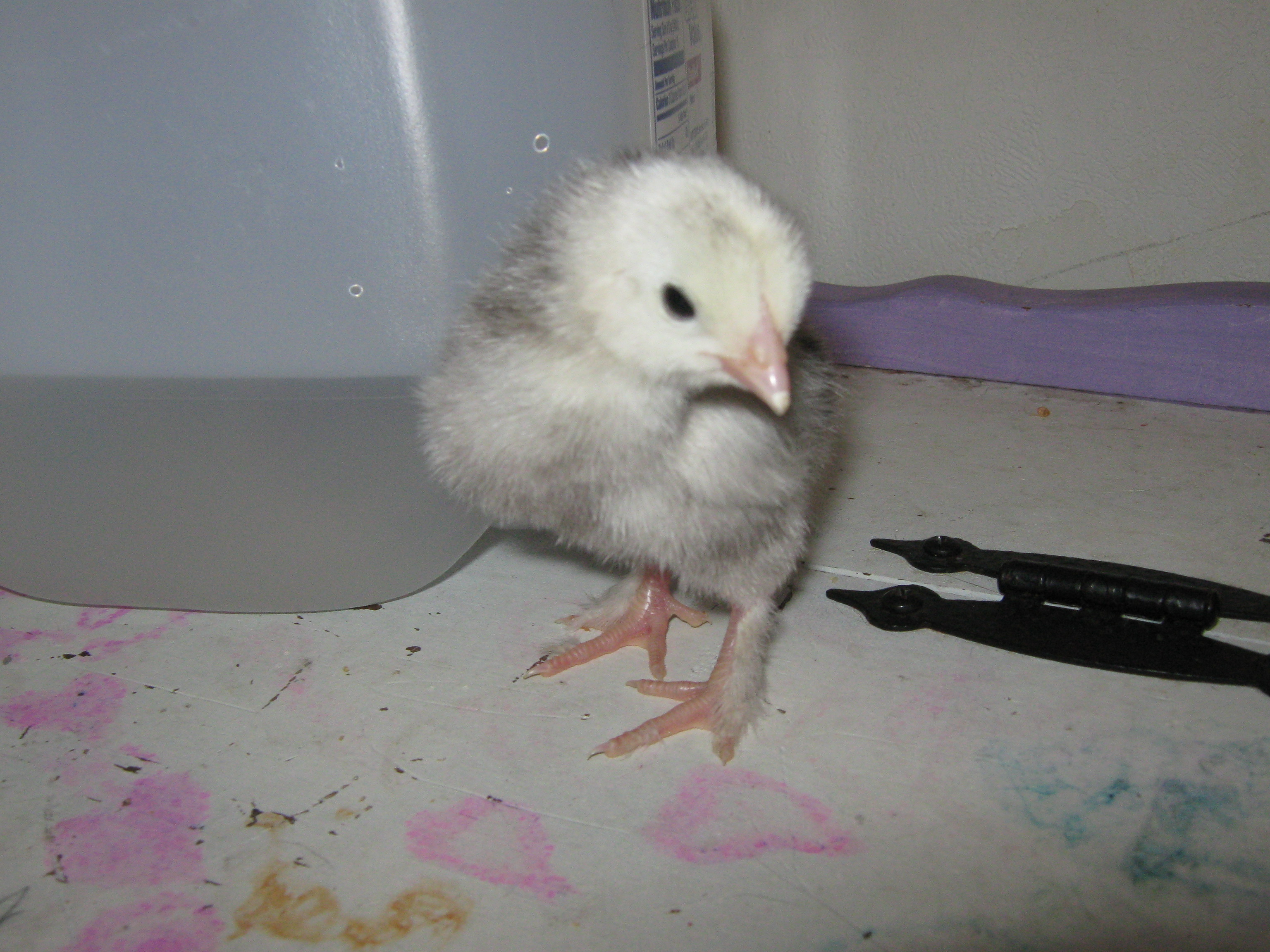 Light Brahma Pullet