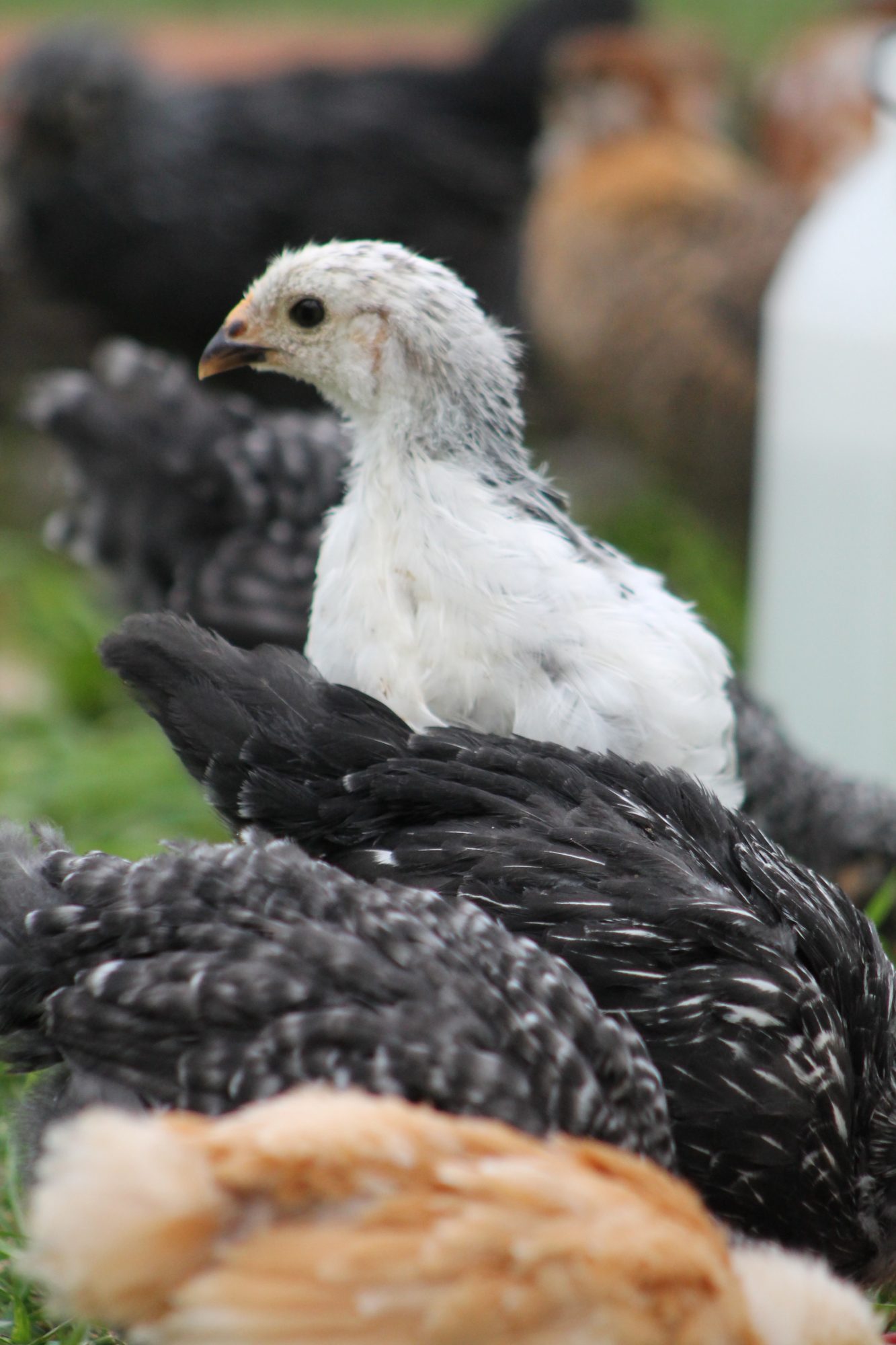 Light Brahma Pullet