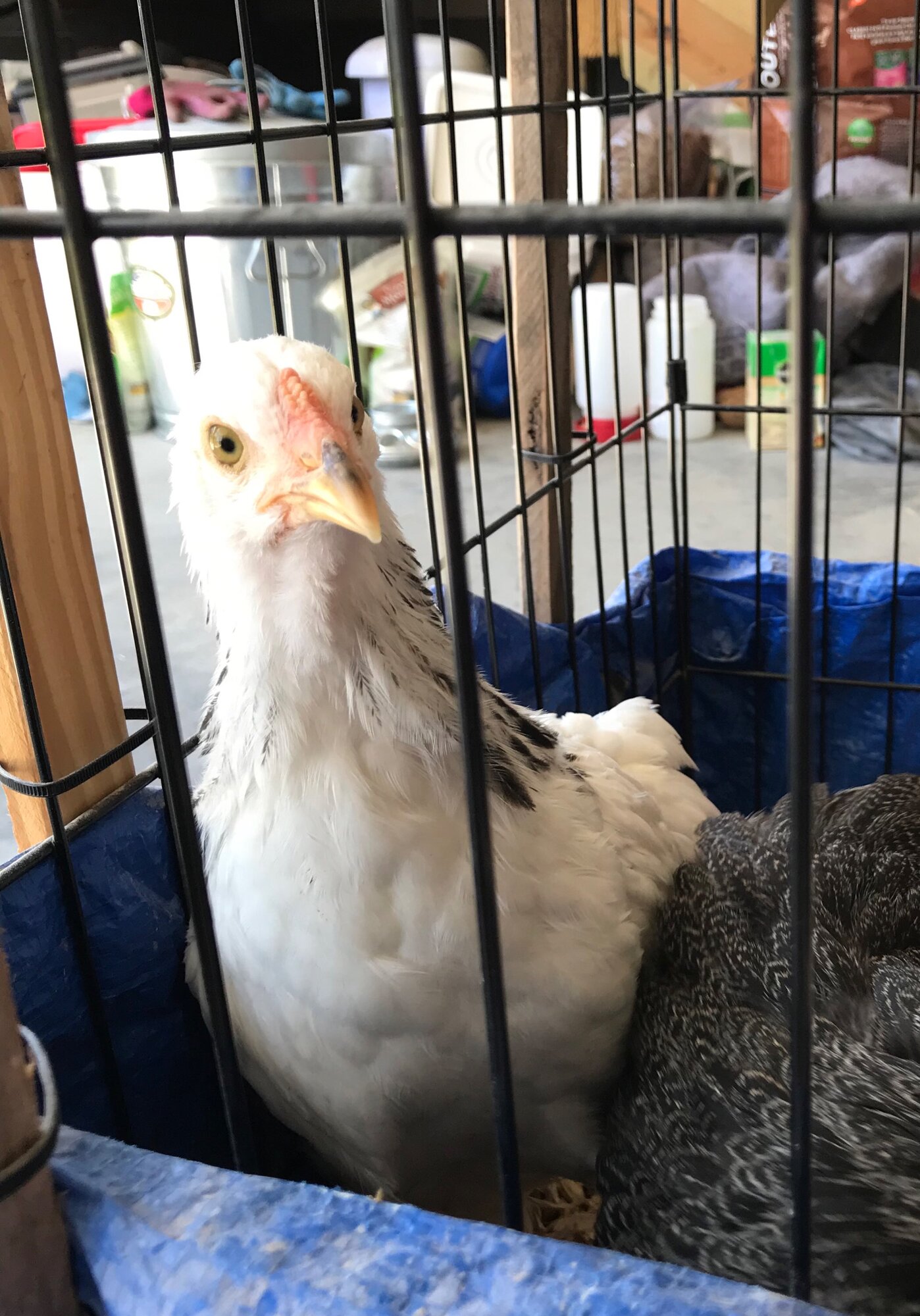 Light Brahma Pullet