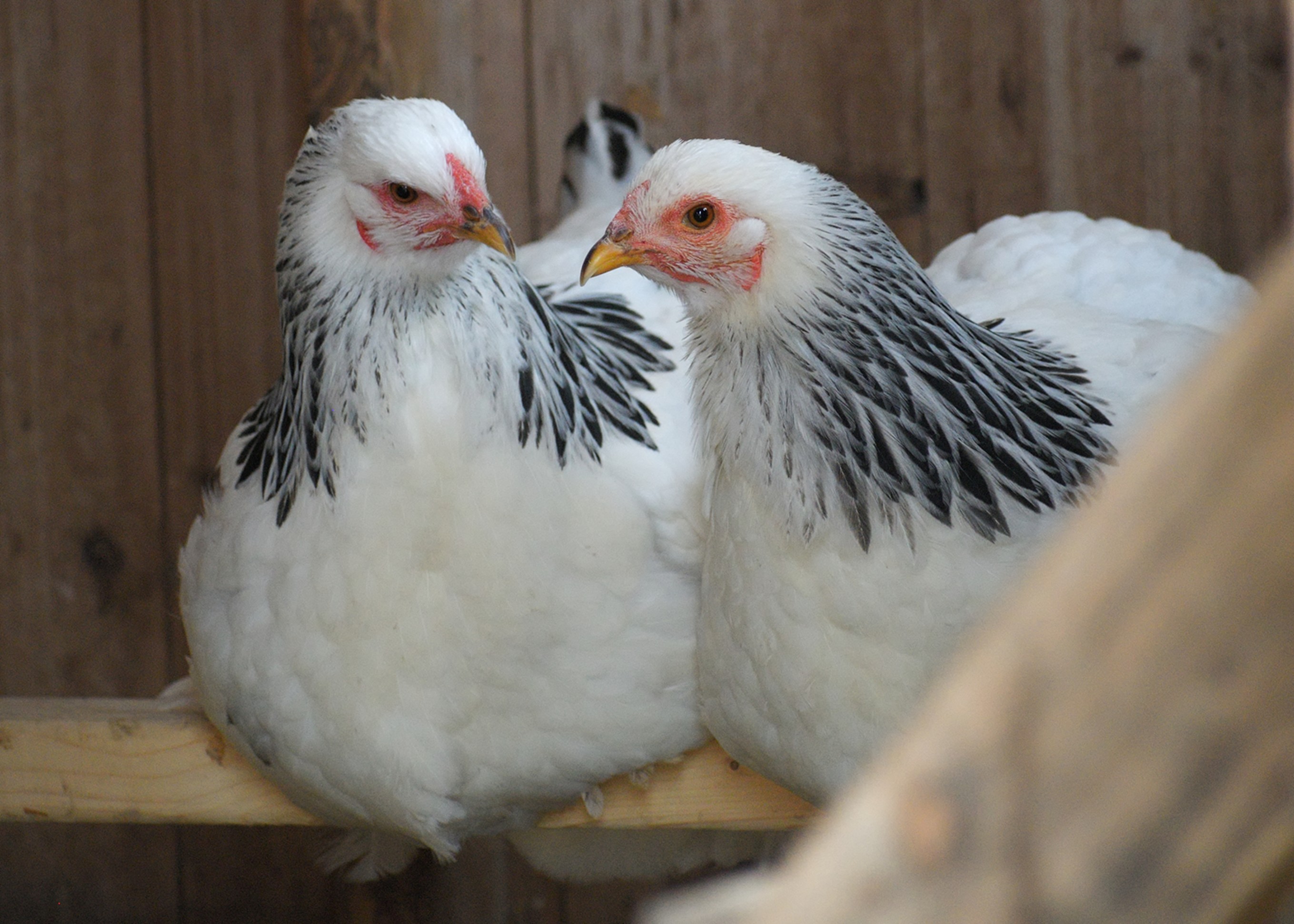 Light Brahma Pullets