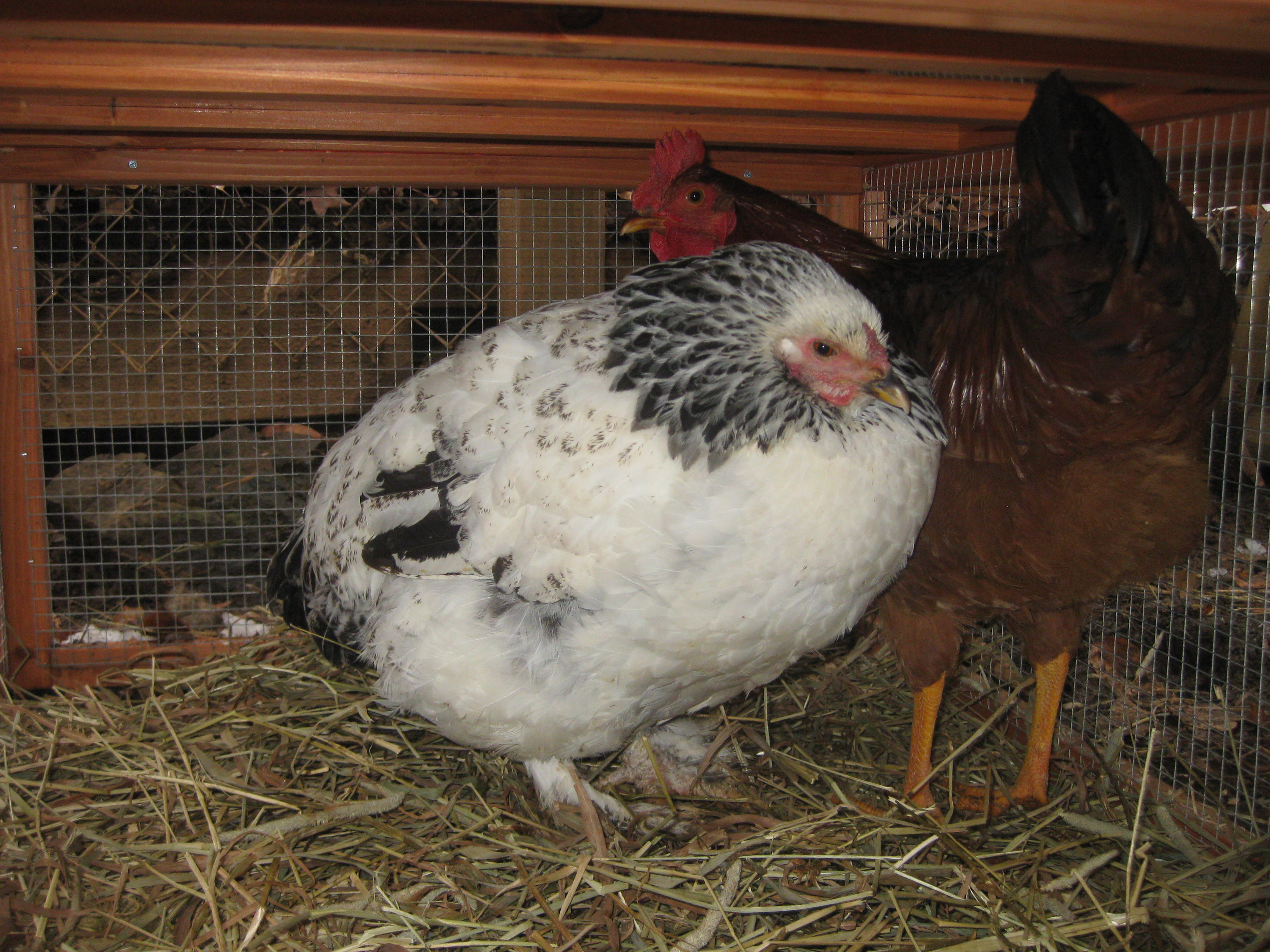 Light Brahma - Sprinkles, Got sick and passed away