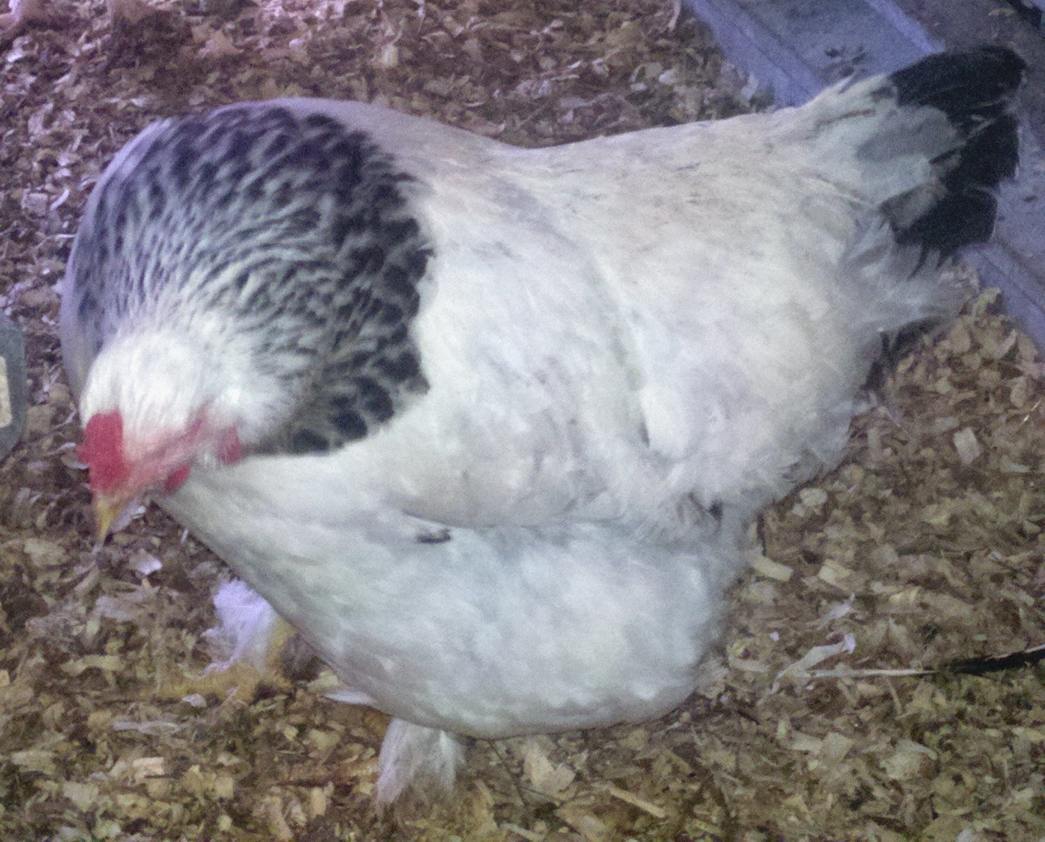Light Brahma