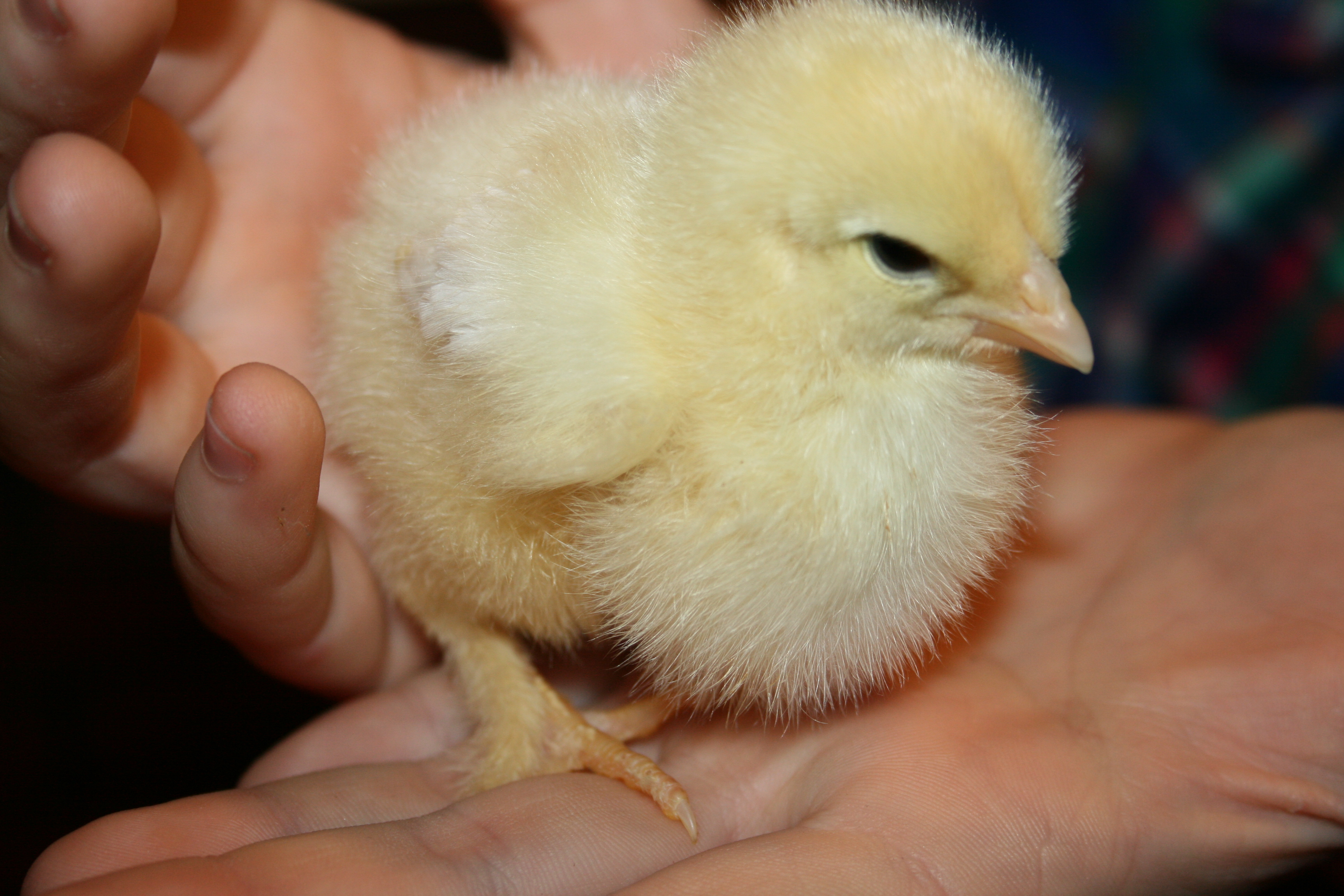 Light Brahma