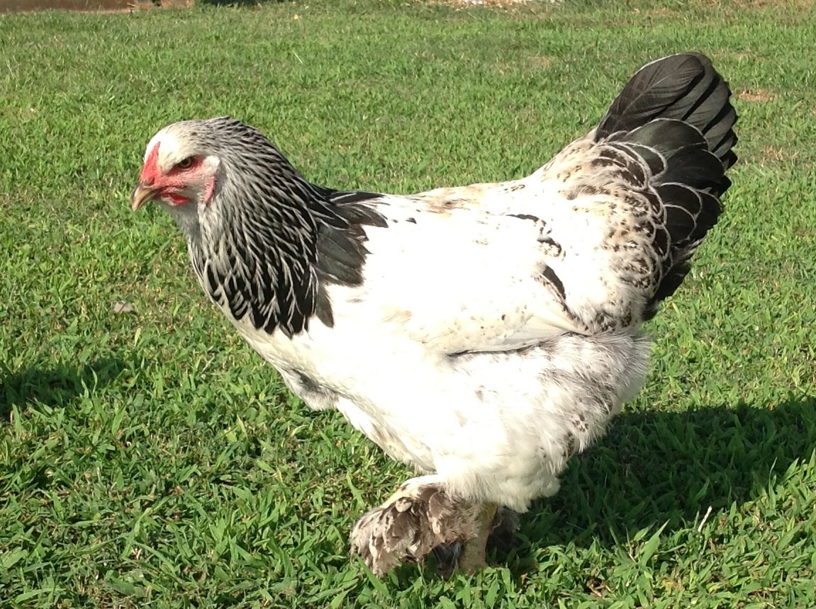 Light Brahma