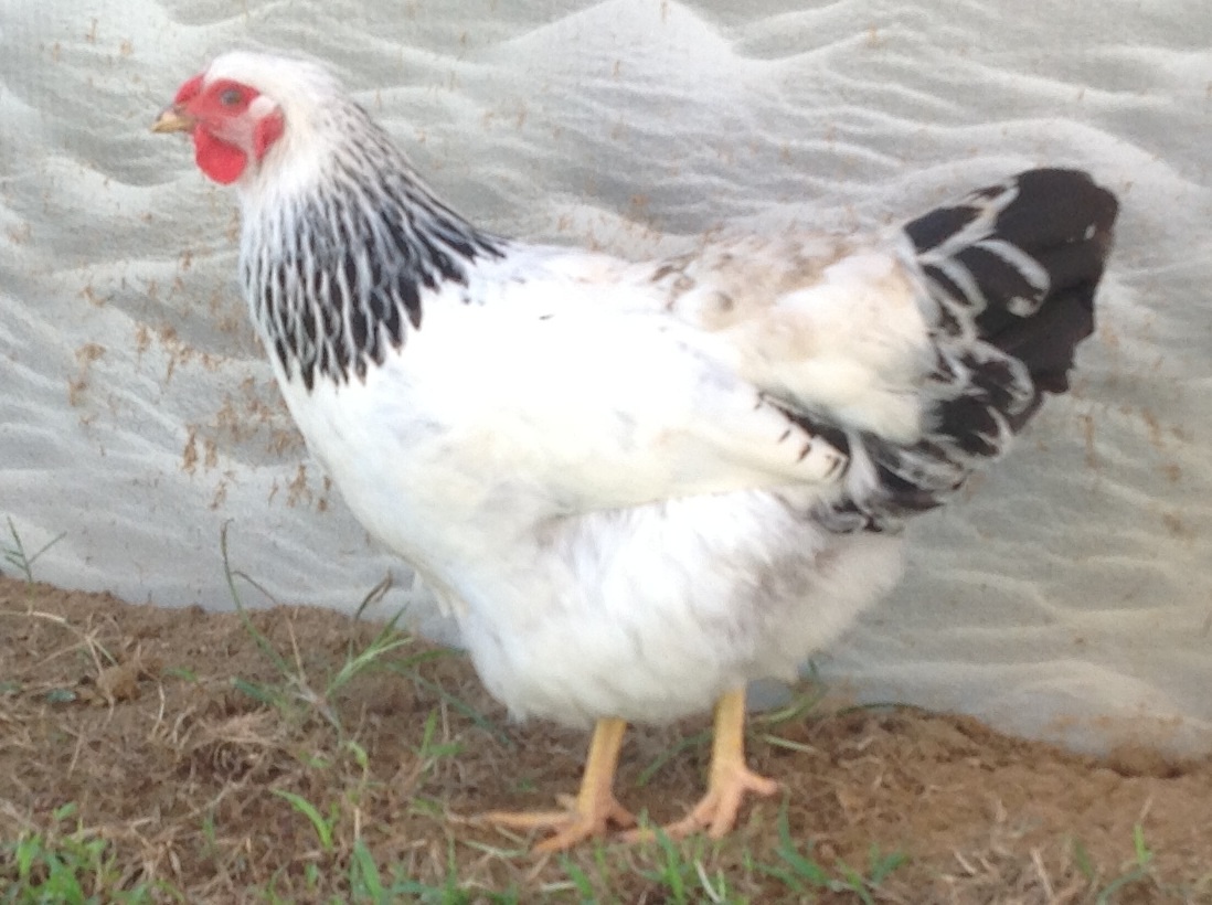 Light Brahma