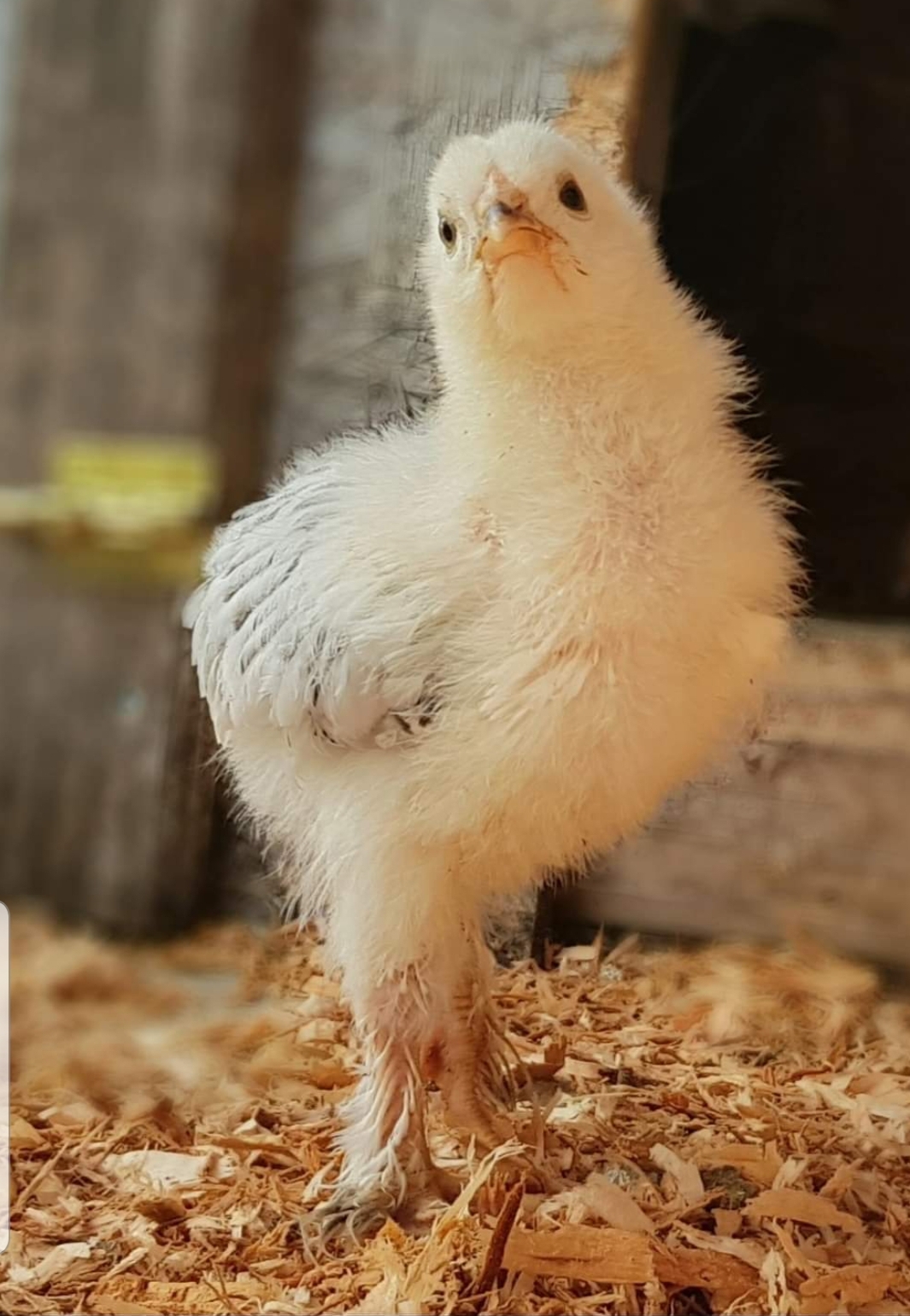 Light Brahma
