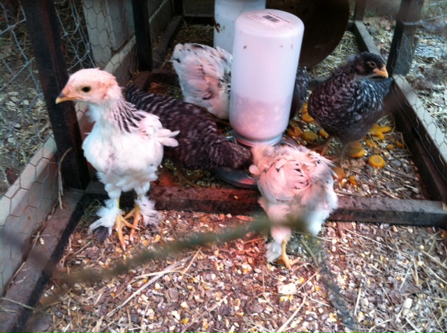 Light Brahmas and Barred Rocks 6-7 weeks