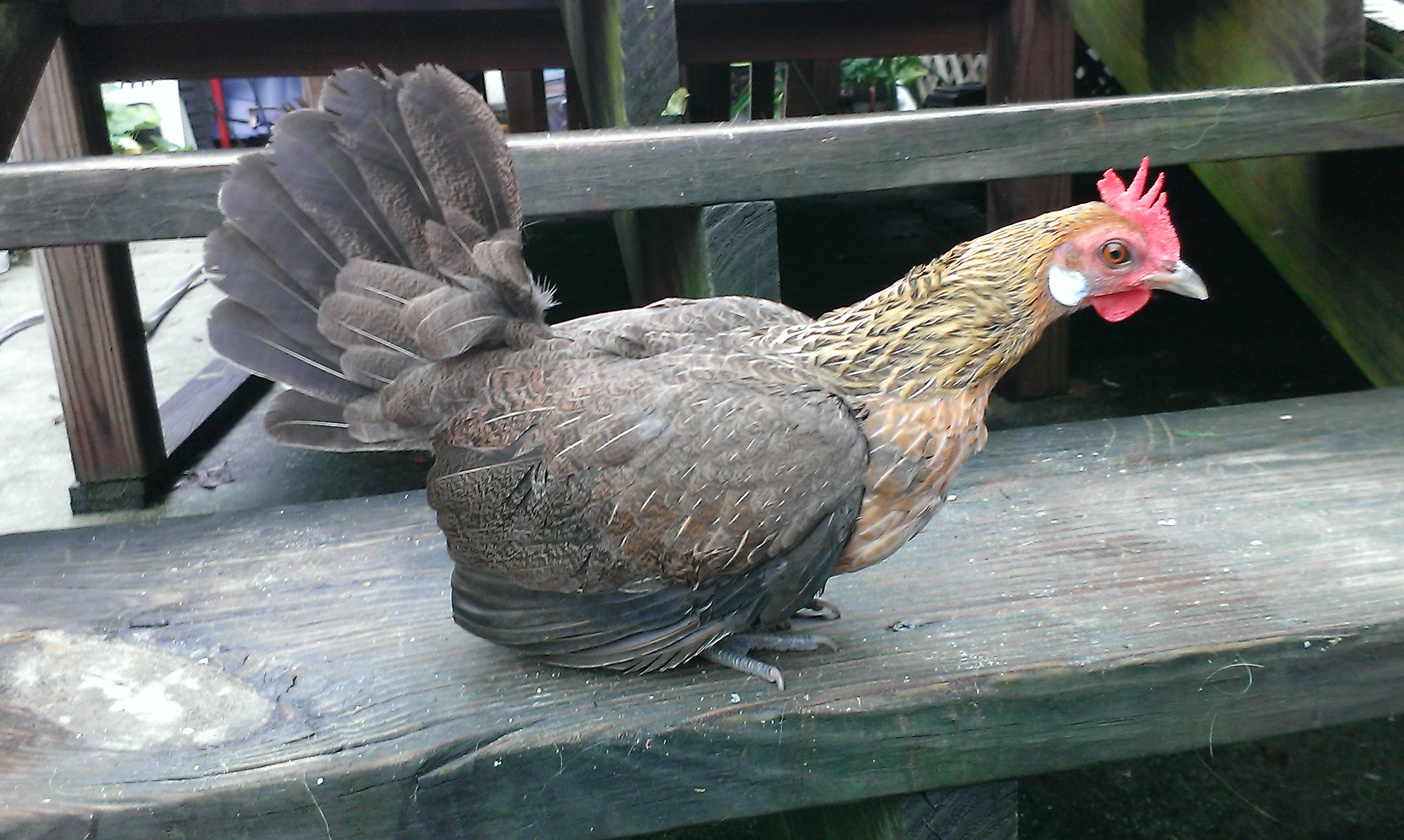 Light brown Dutch Bantam hen BackYard Chickens