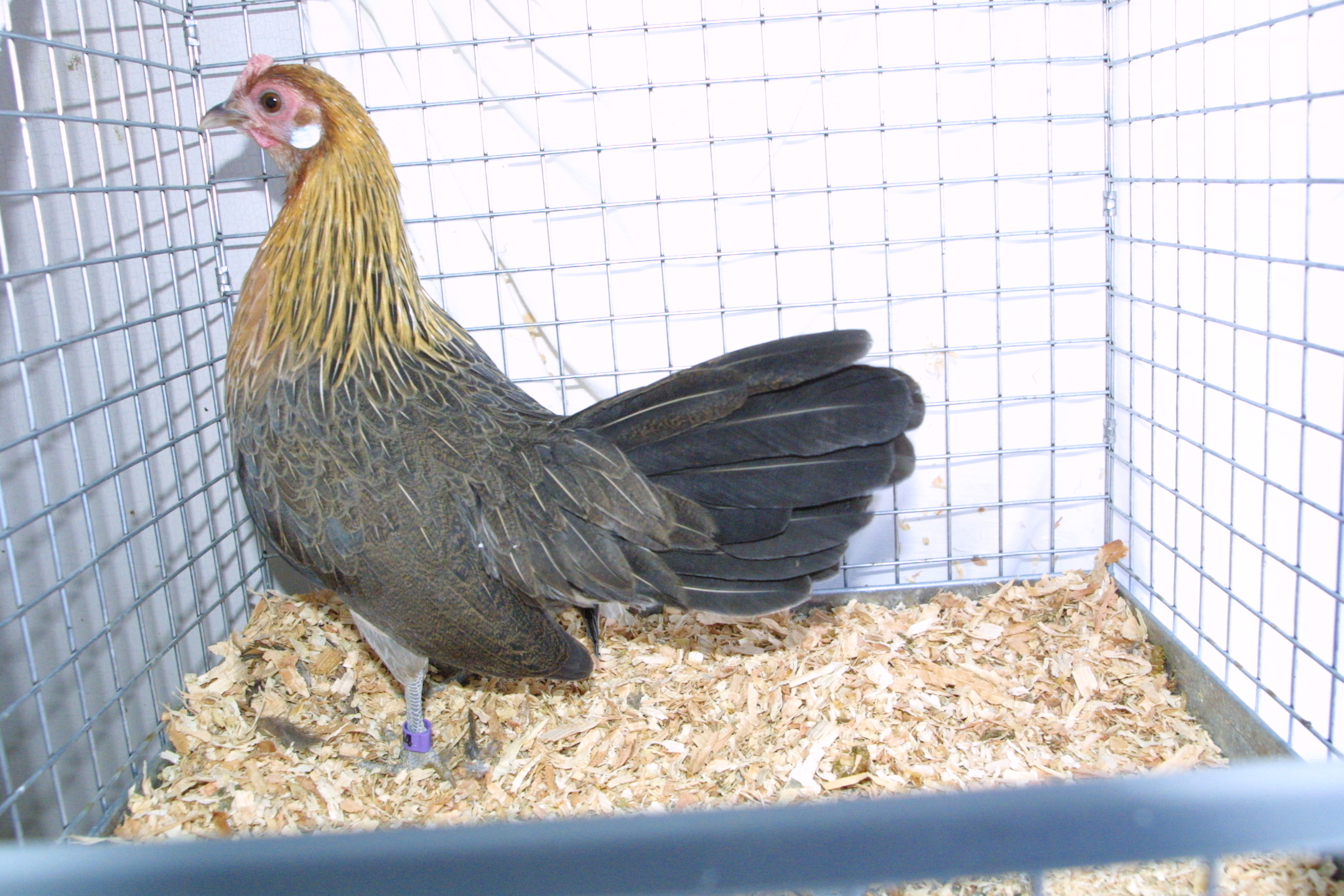 Light Brown Dutch Pullet