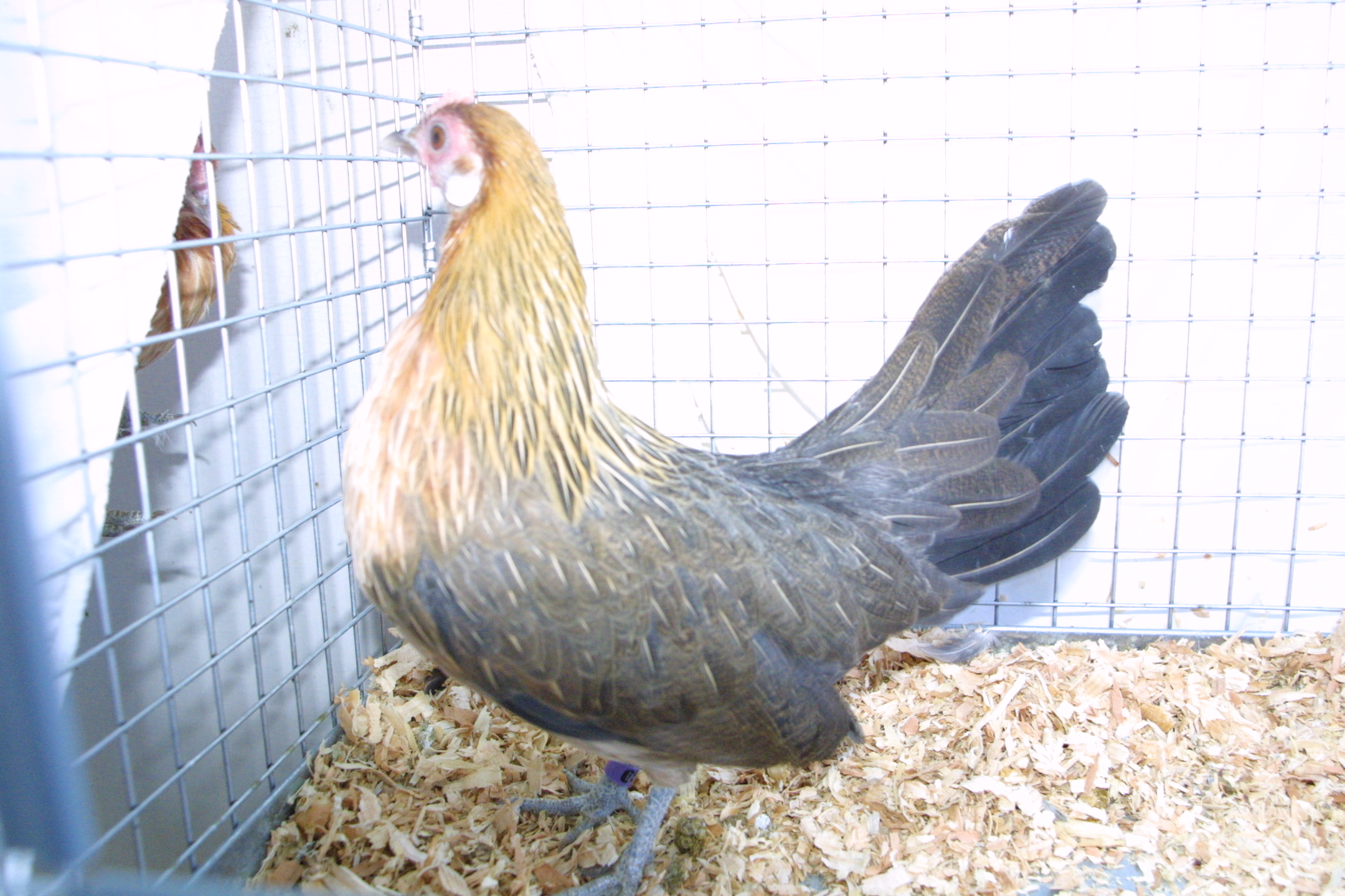 Light Brown Dutch Pullet