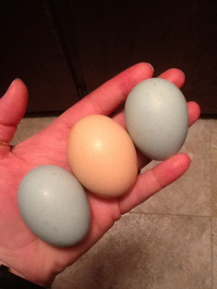 Light brown egg for comparison.