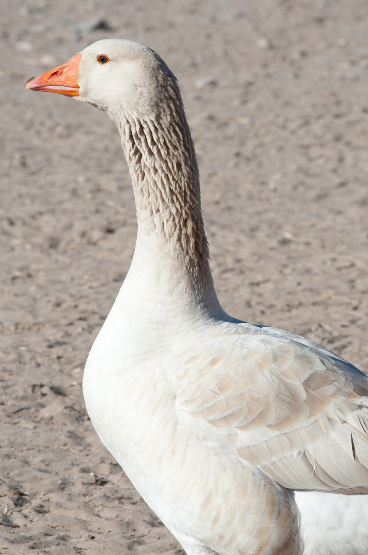 Light Buff gander from Ideal