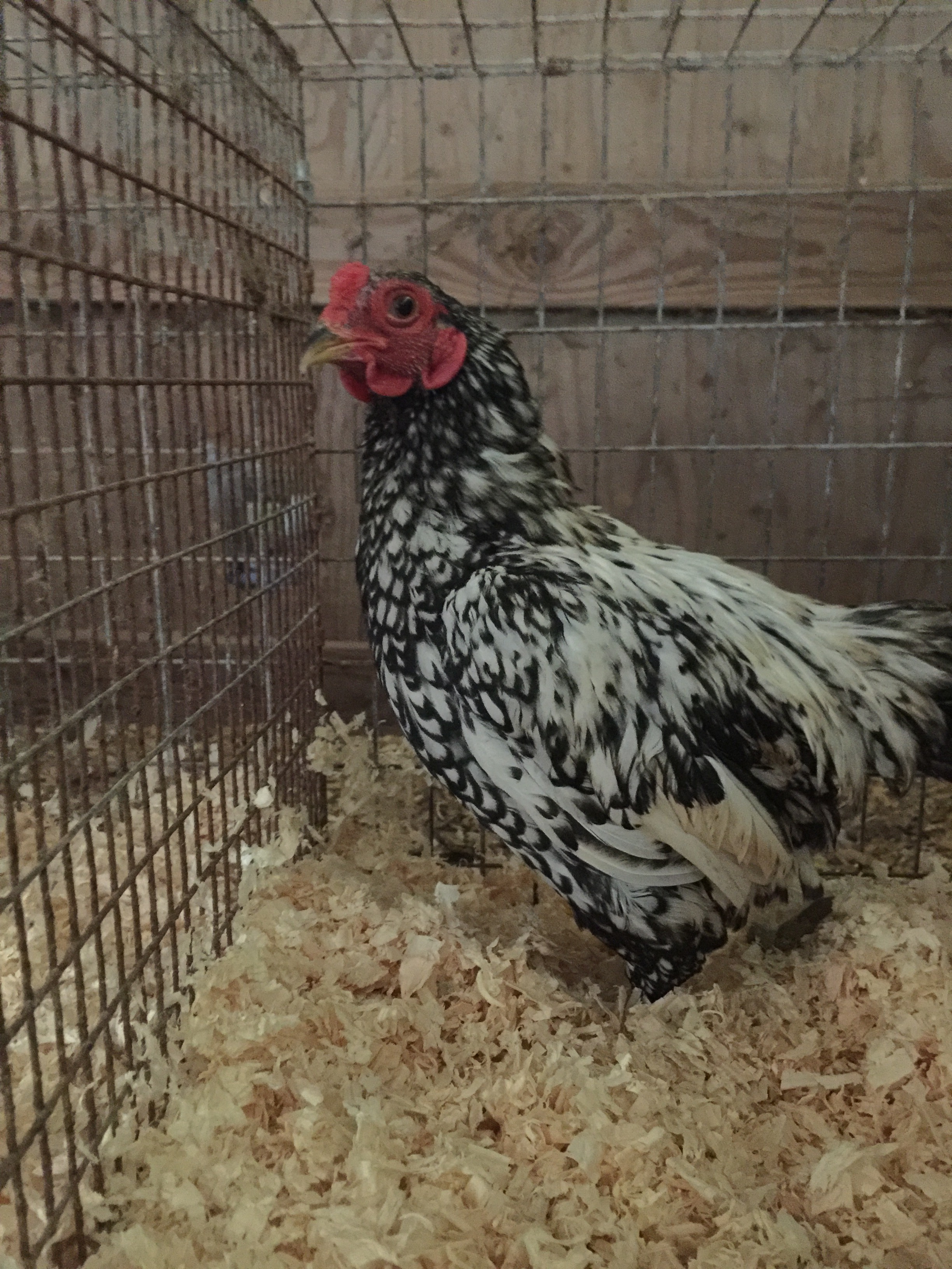 Light cockerel lacing