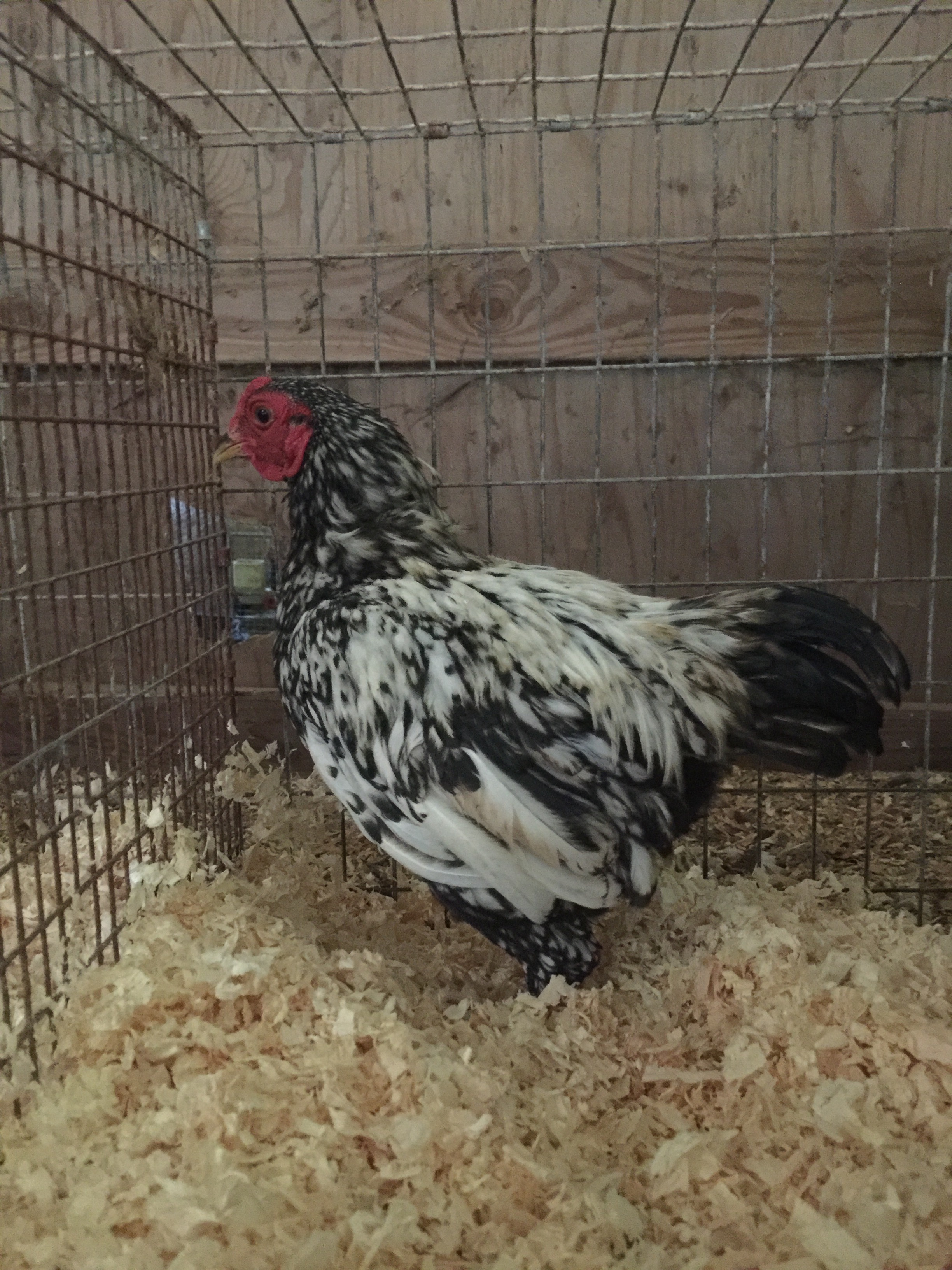 light cockerel side view