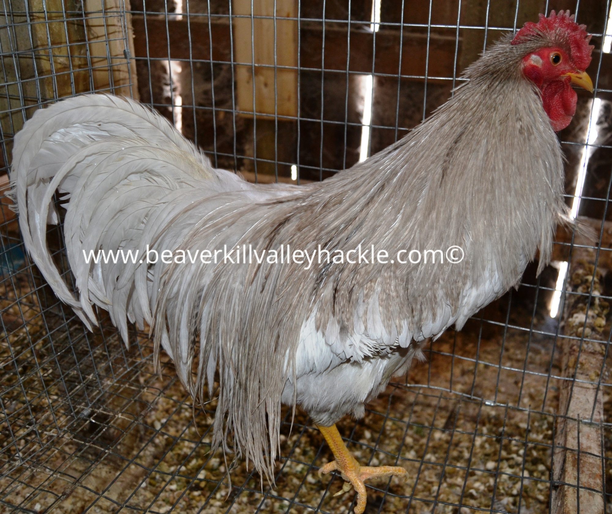 Light Dun Hackle Bird - Bred and owned by Ken Tutalo, Beaverkill Valley Hackle.
This cockerel was 7.5 months old at the time of this photo.

Dun is a shade of grey. This color is one of the more important colors to fly tyers