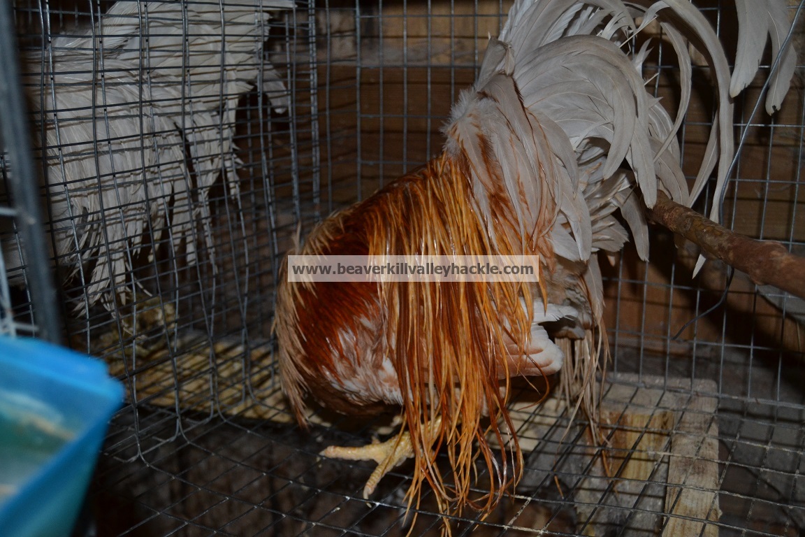Light Ginger genetic hackle rooster, shot of saddle hackles