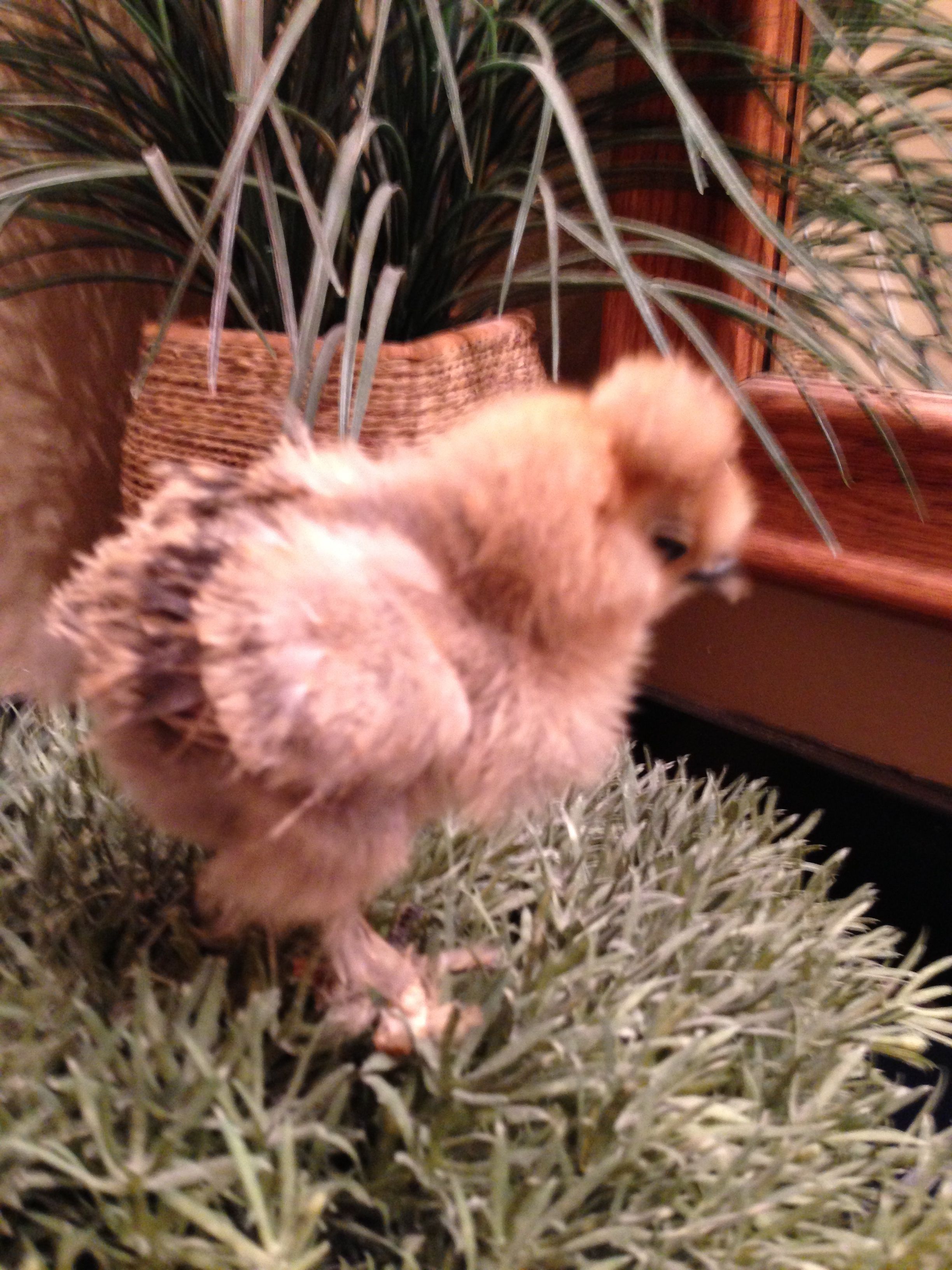 light partridge