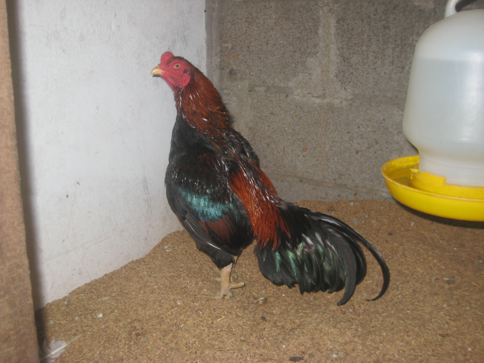 Light Red Asil Rooster