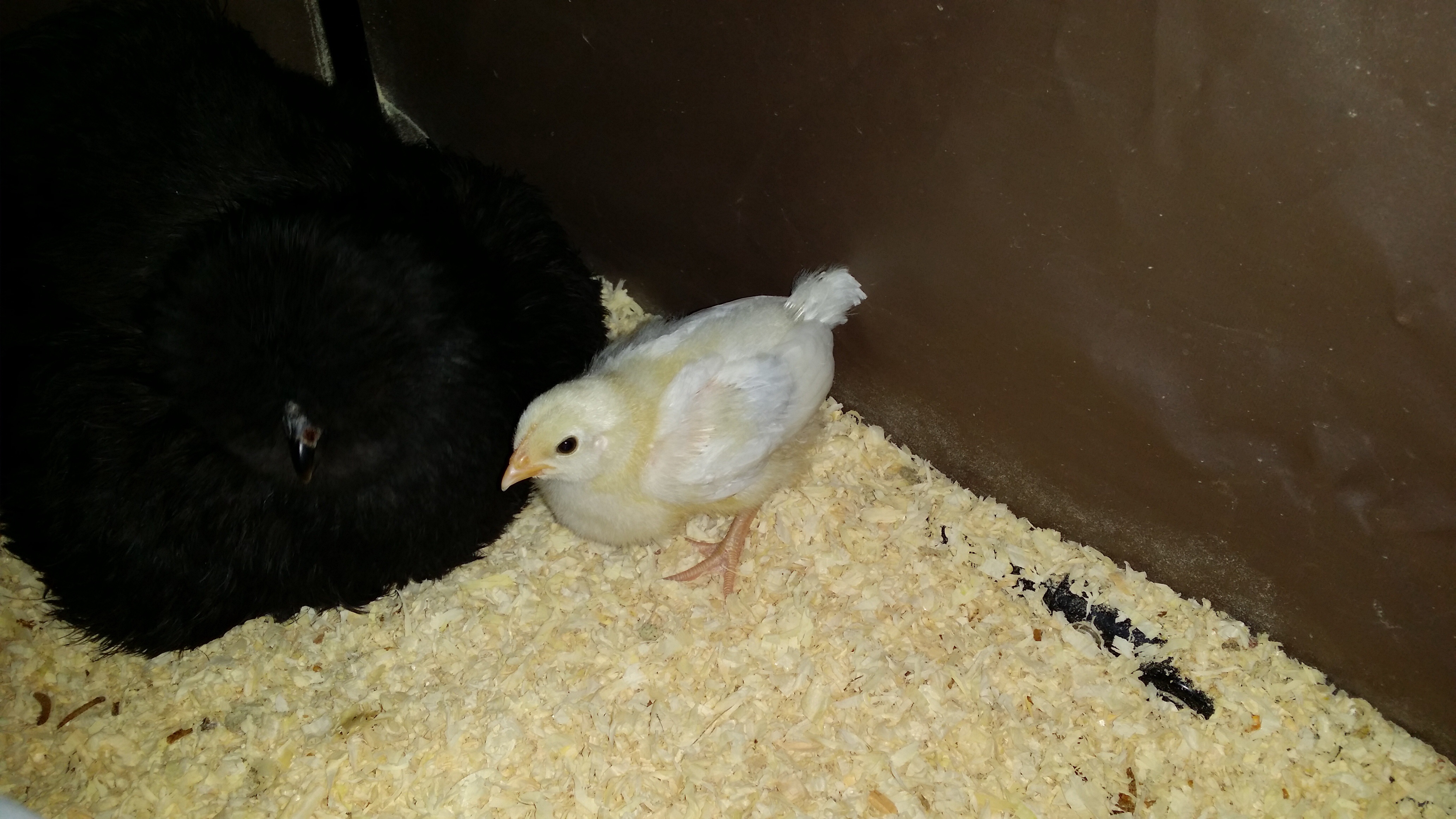 Light Sussex 2 weeks old