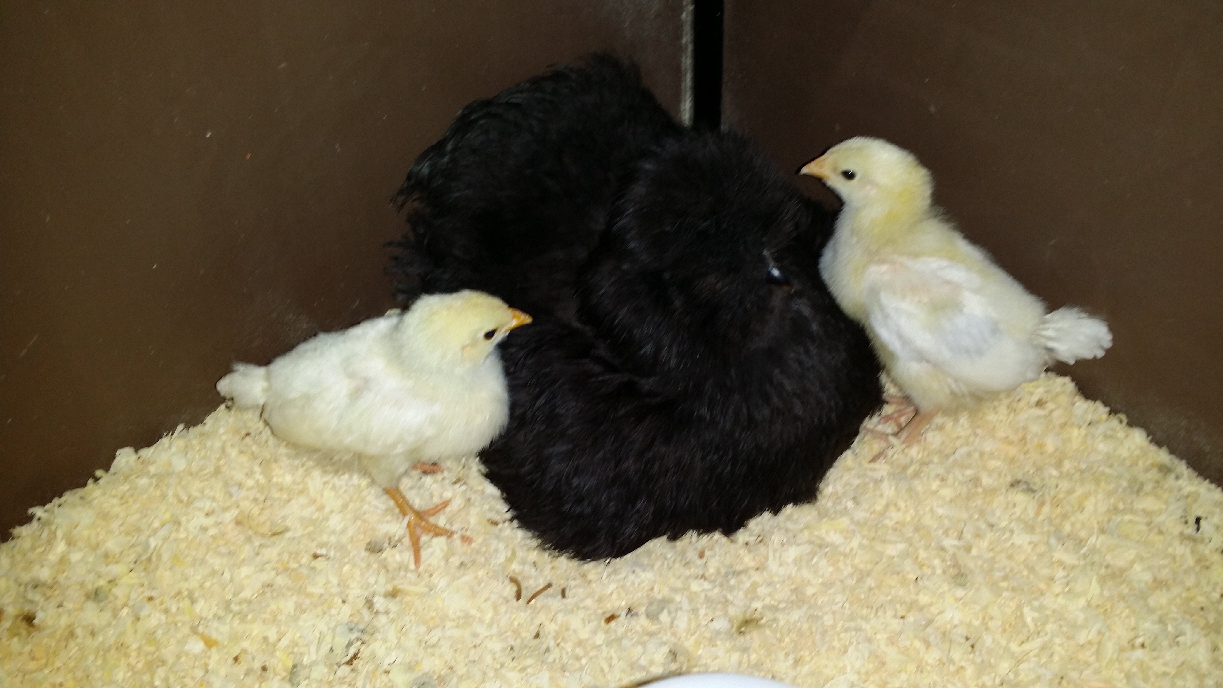 Light Sussex 2 weeks old