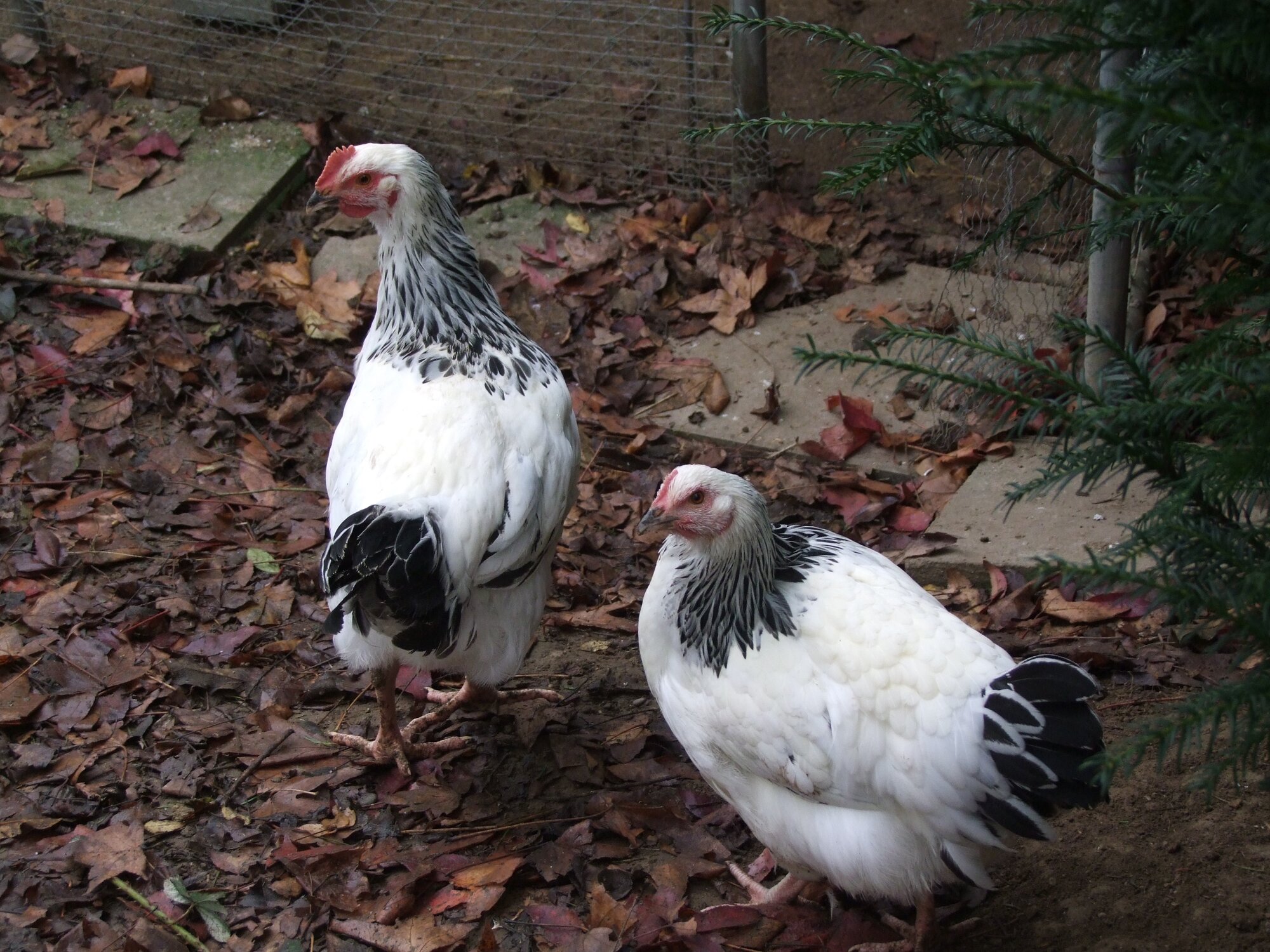 Light Sussex hen and Rooster