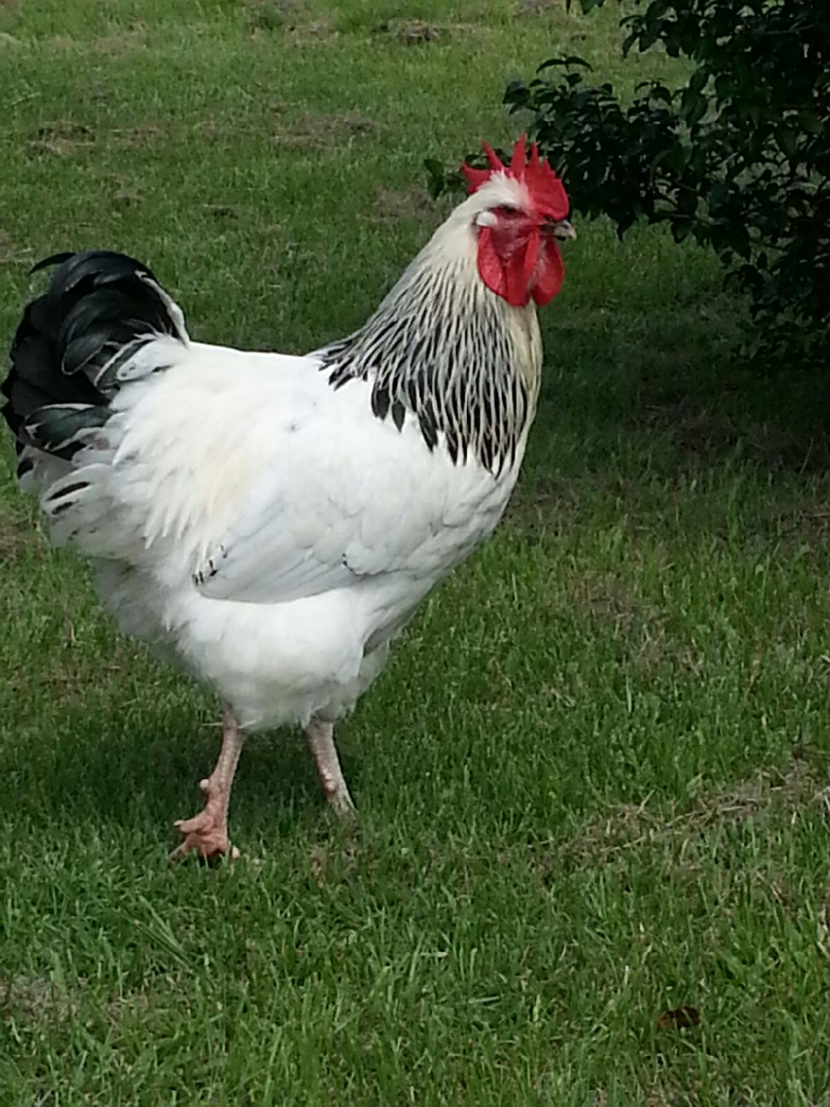 Light Sussex . . . Introducing our handsome rooster . . . Rex.