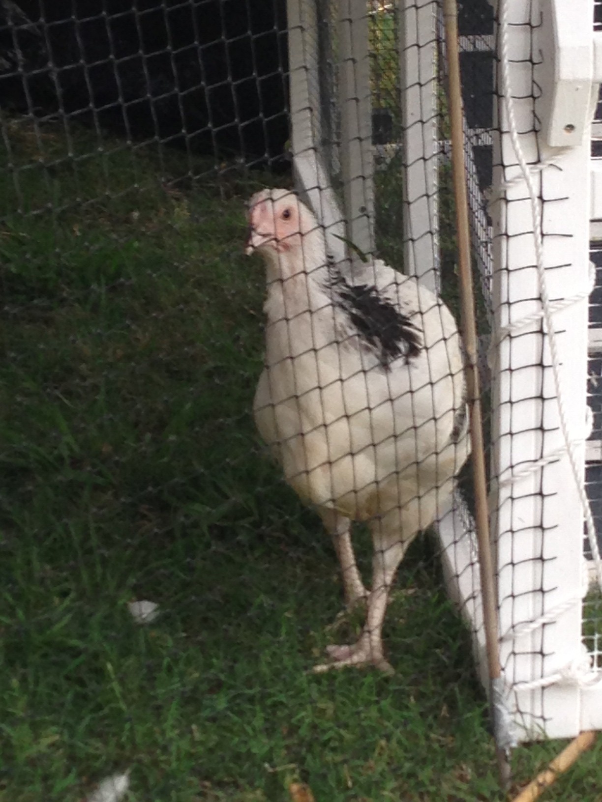 Light sussex pullet aged 16 weeks