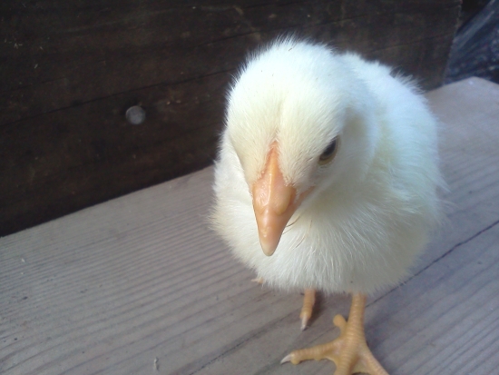 light yellow chick close up of comb
